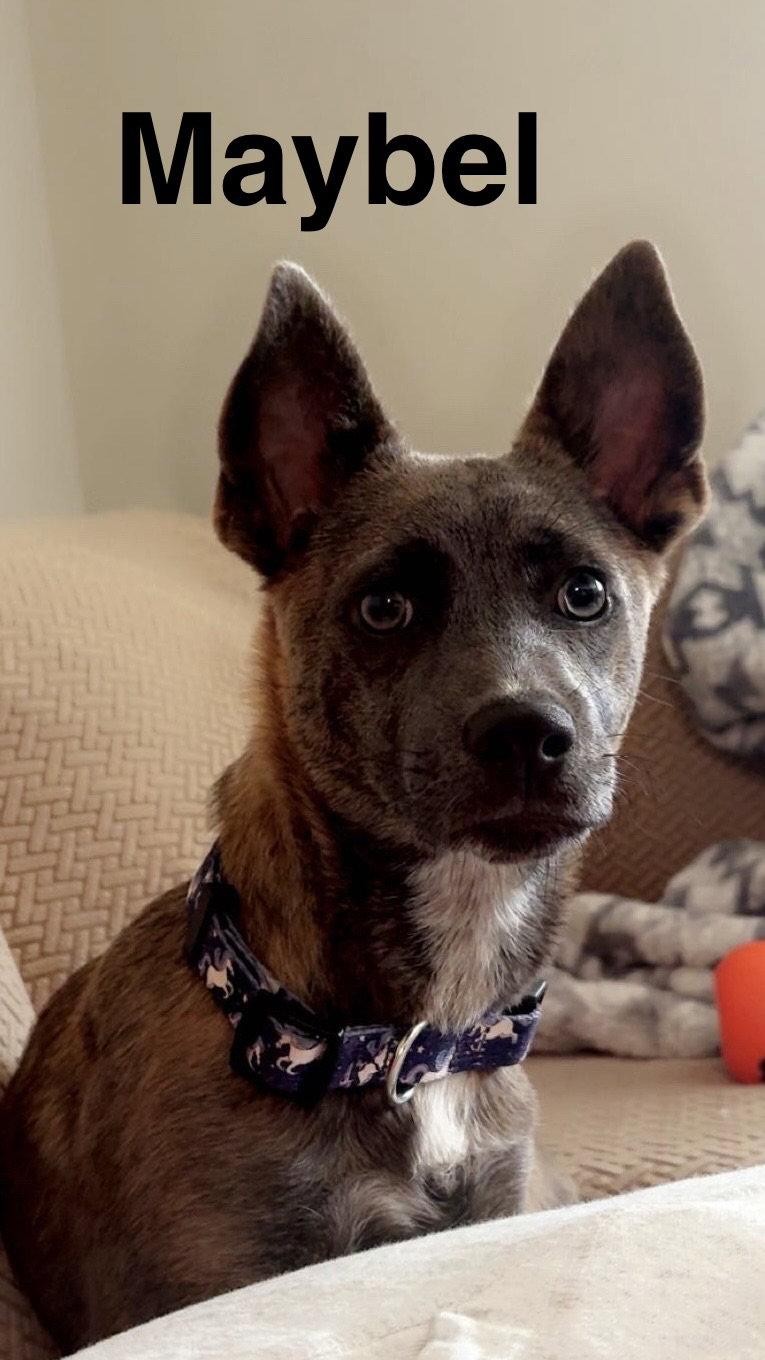Enlarge Maybel, a Adoptable Dutch Shepherd in Topeka, KS image 2/2