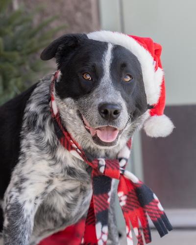 Enlarge BESSIE, a ADOPTABLE mixed breed in Moab, UT image 1/1