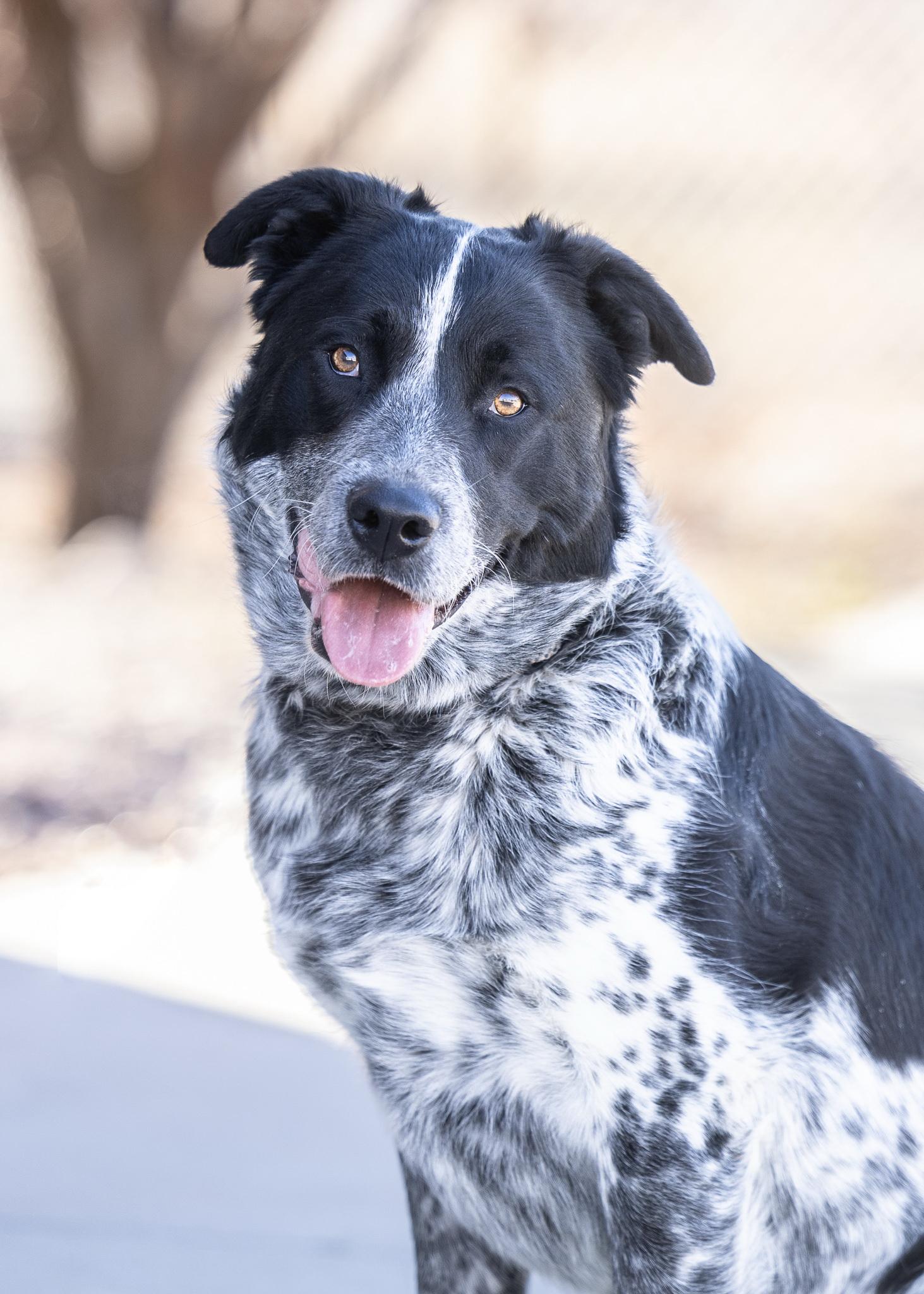 Enlarge BESSIE, a ADOPTABLE mixed breed in Moab, UT image 1/1