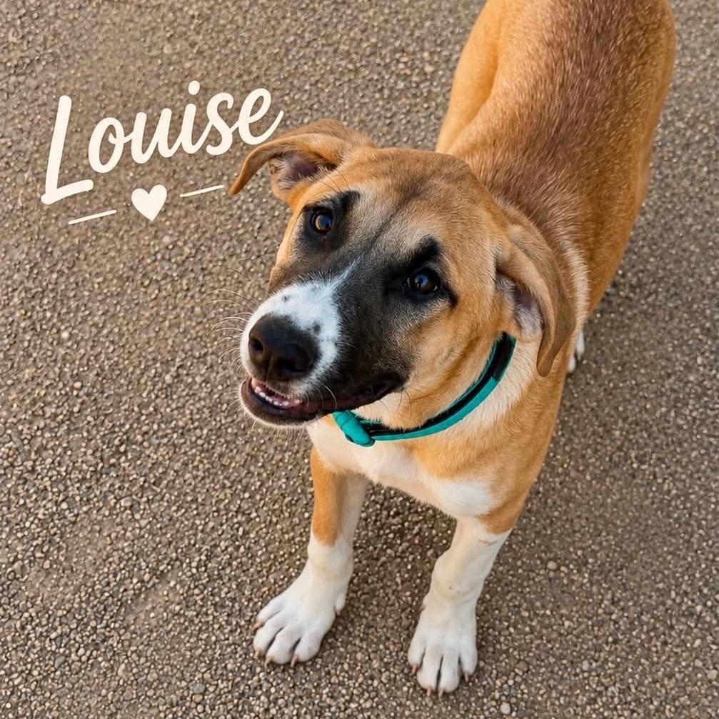 Louise, Adoptable, Puppy Female Anatolian Shepherd & Mixed Breed.