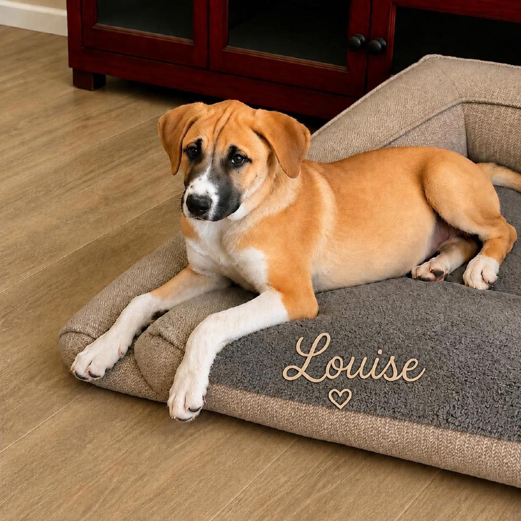 Enlarge Louise, a Adoptable mixed breed in Phoenix, AZ image 5/5