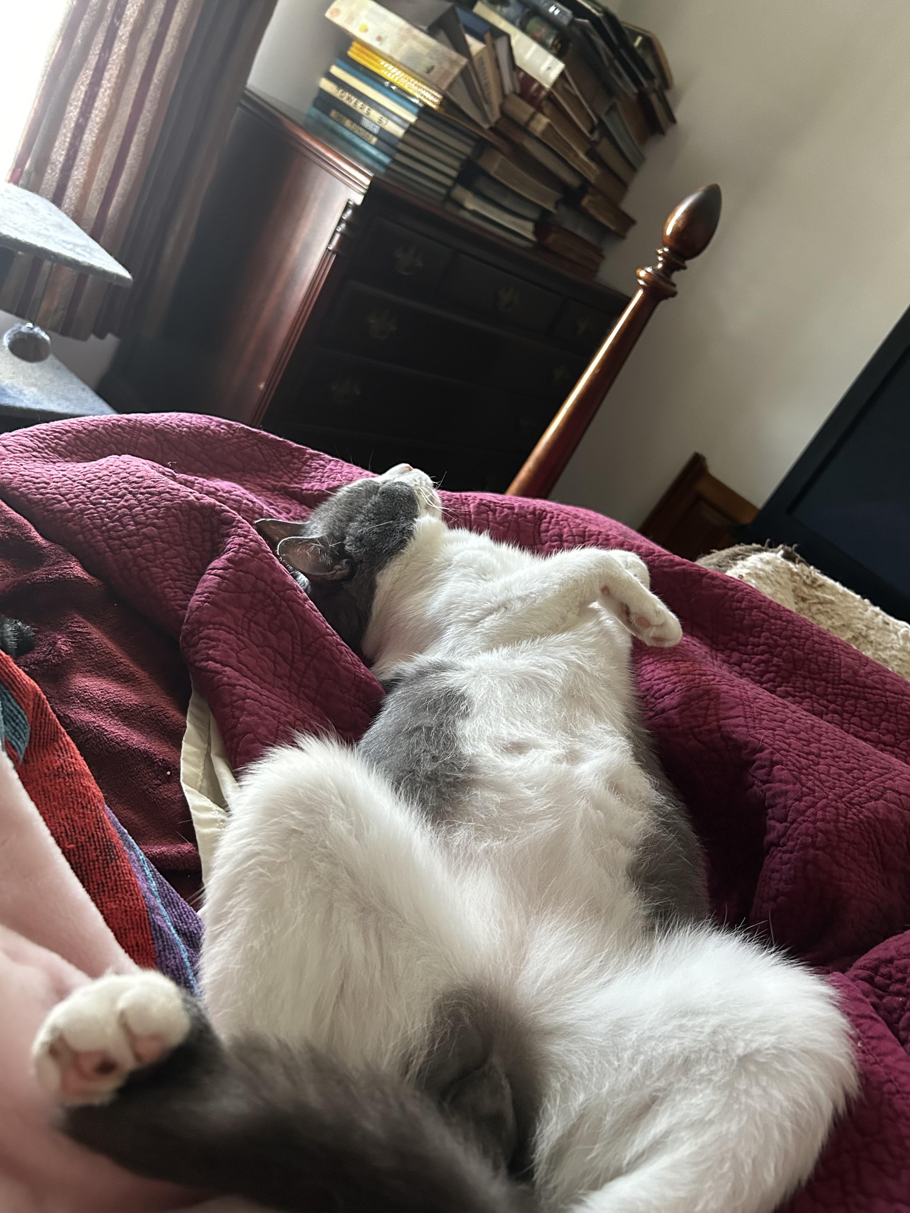 Maxwell, an adopted Domestic Short Hair in CANONSBURG, PA image 2/6