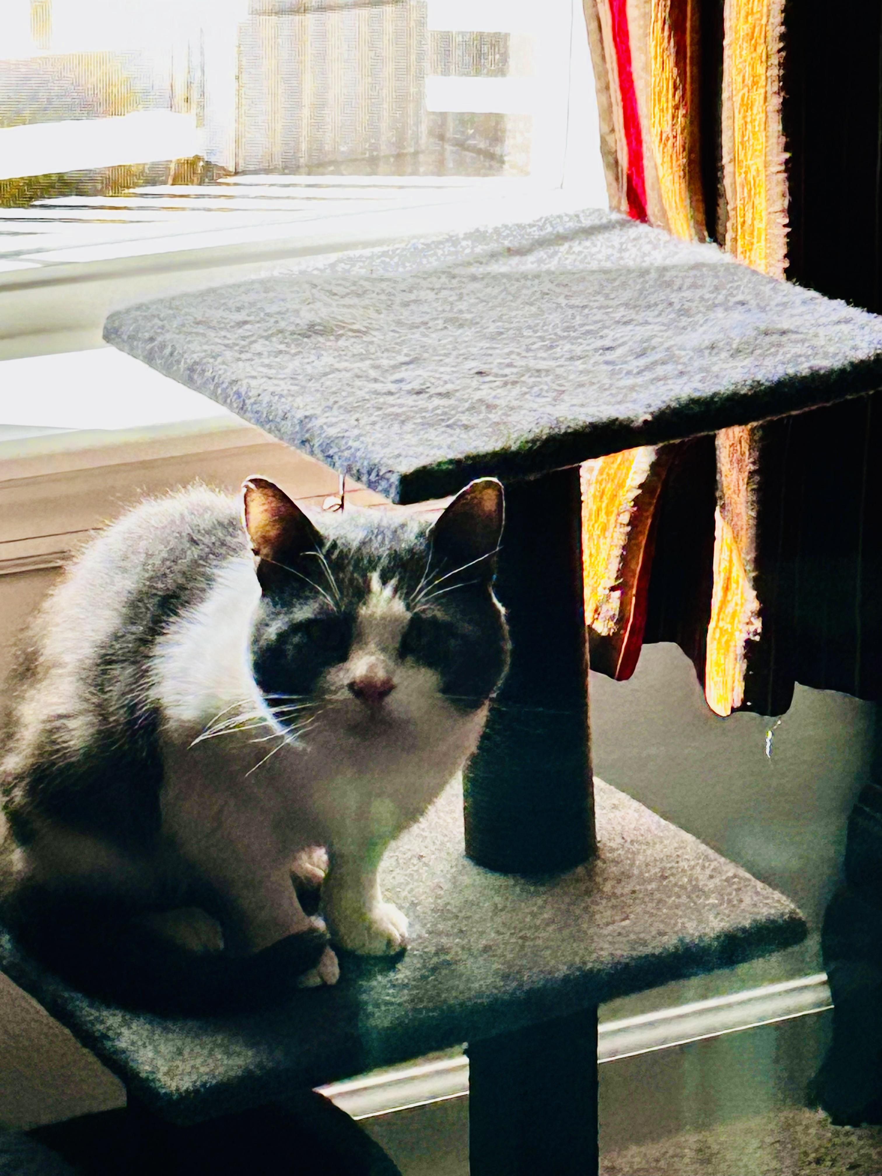 Maxwell, an adopted Domestic Short Hair in CANONSBURG, PA image 5/6