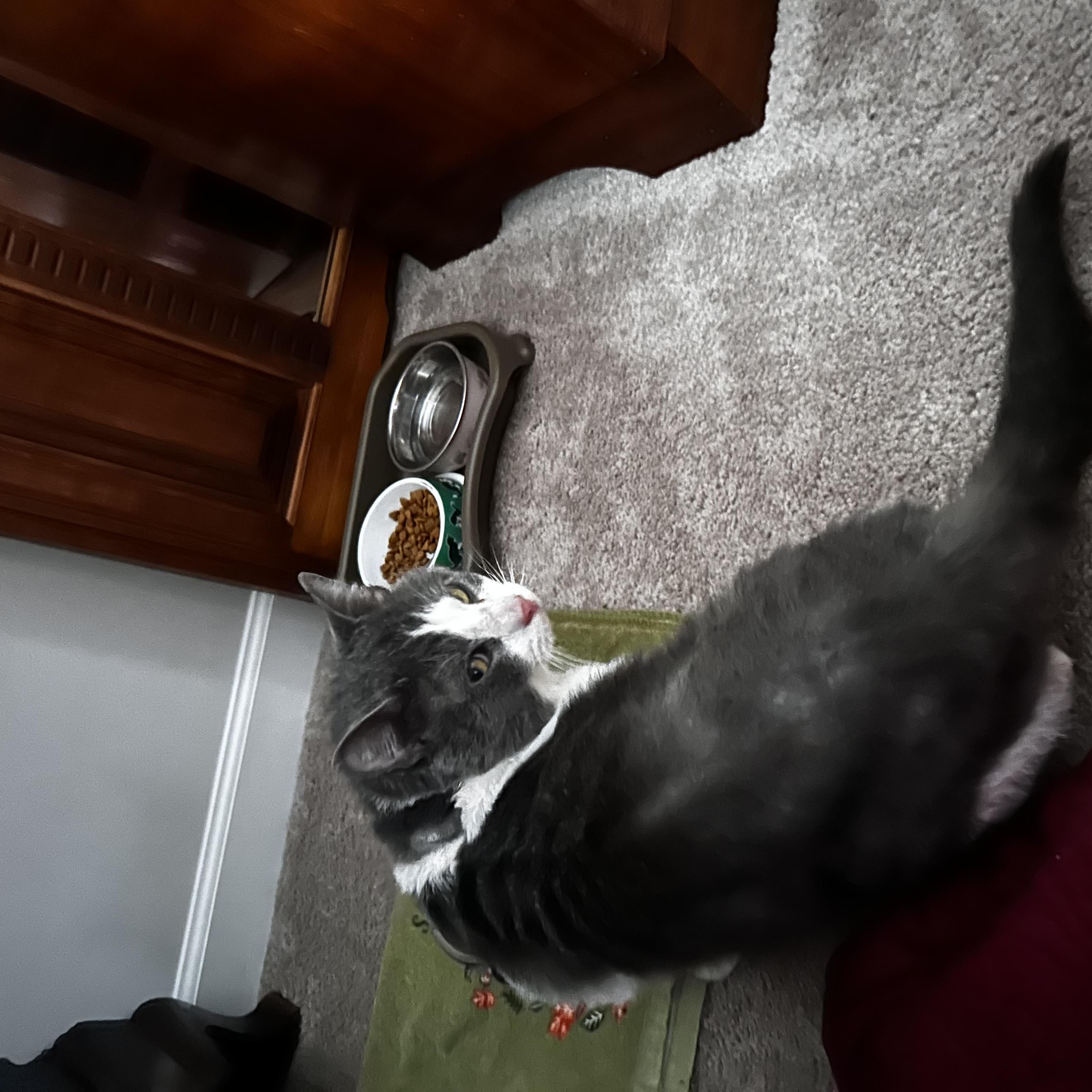 Maxwell, an adopted Domestic Short Hair in CANONSBURG, PA image 6/6