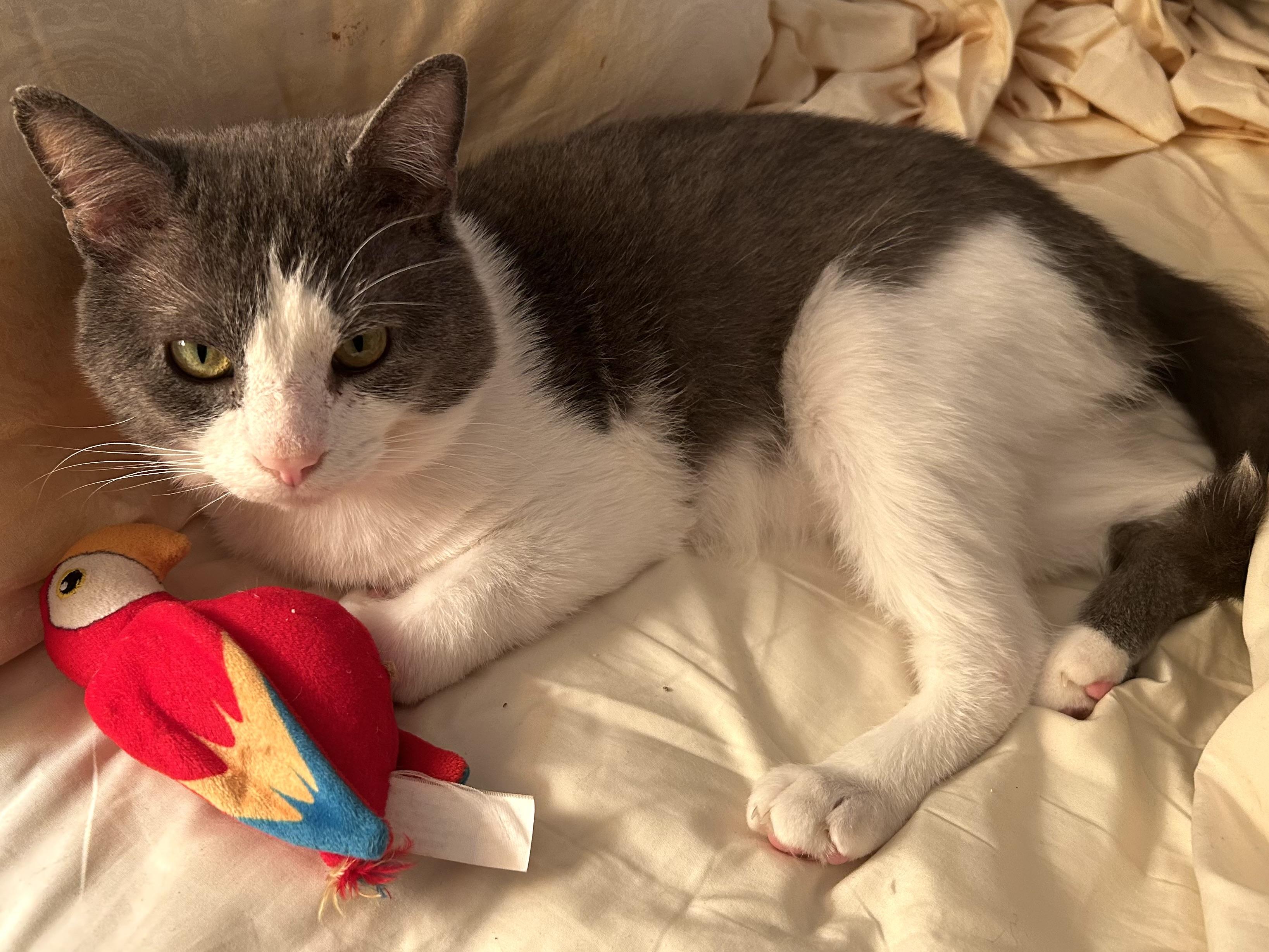 Maxwell, an adopted Domestic Short Hair in CANONSBURG, PA image 4/6