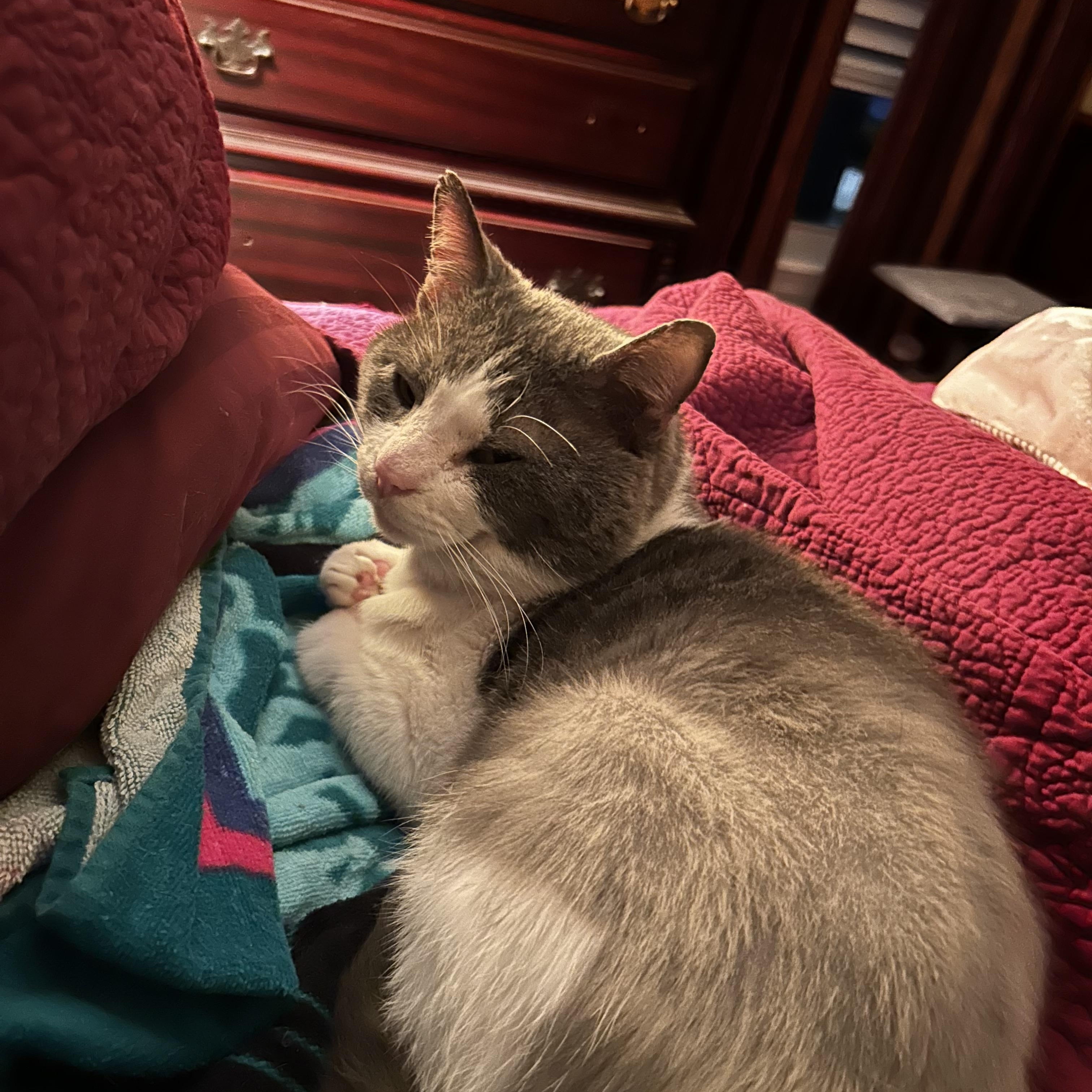 Maxwell, an adopted Domestic Short Hair in CANONSBURG, PA image 3/6
