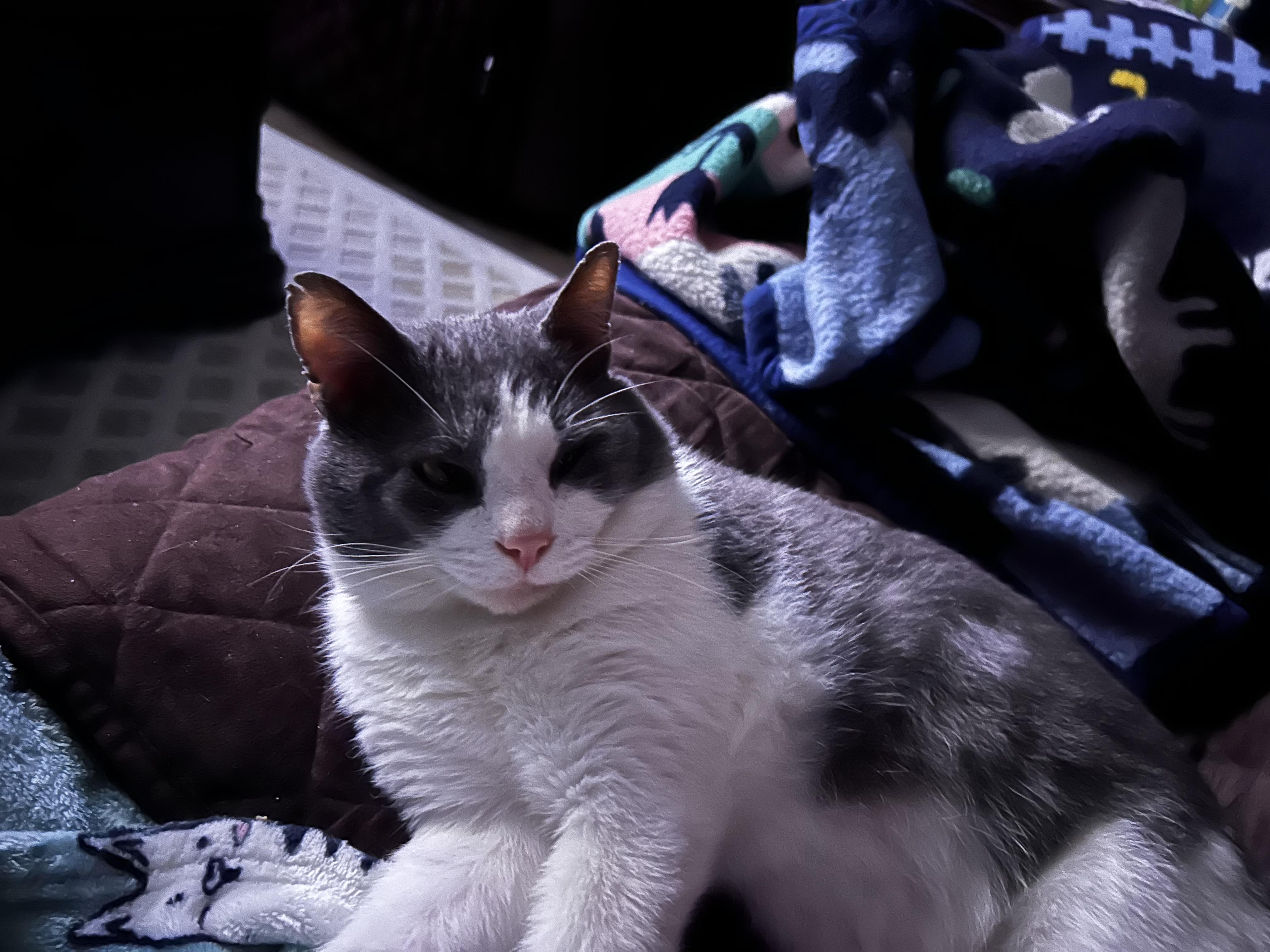 Maxwell, an adopted Domestic Short Hair in CANONSBURG, PA image 1/6