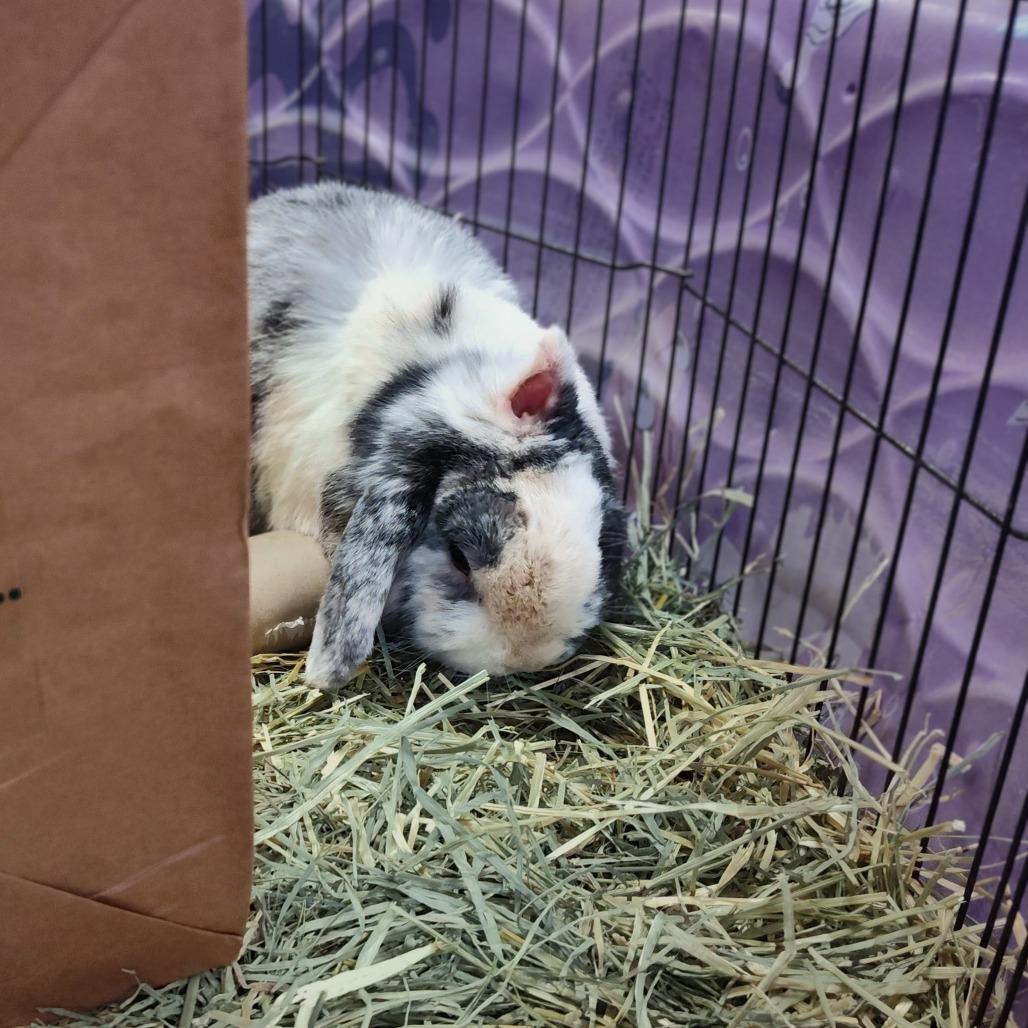 Enlarge Van Gogh, a Adoptable Holland Lop in Norfolk, NE image 1/2