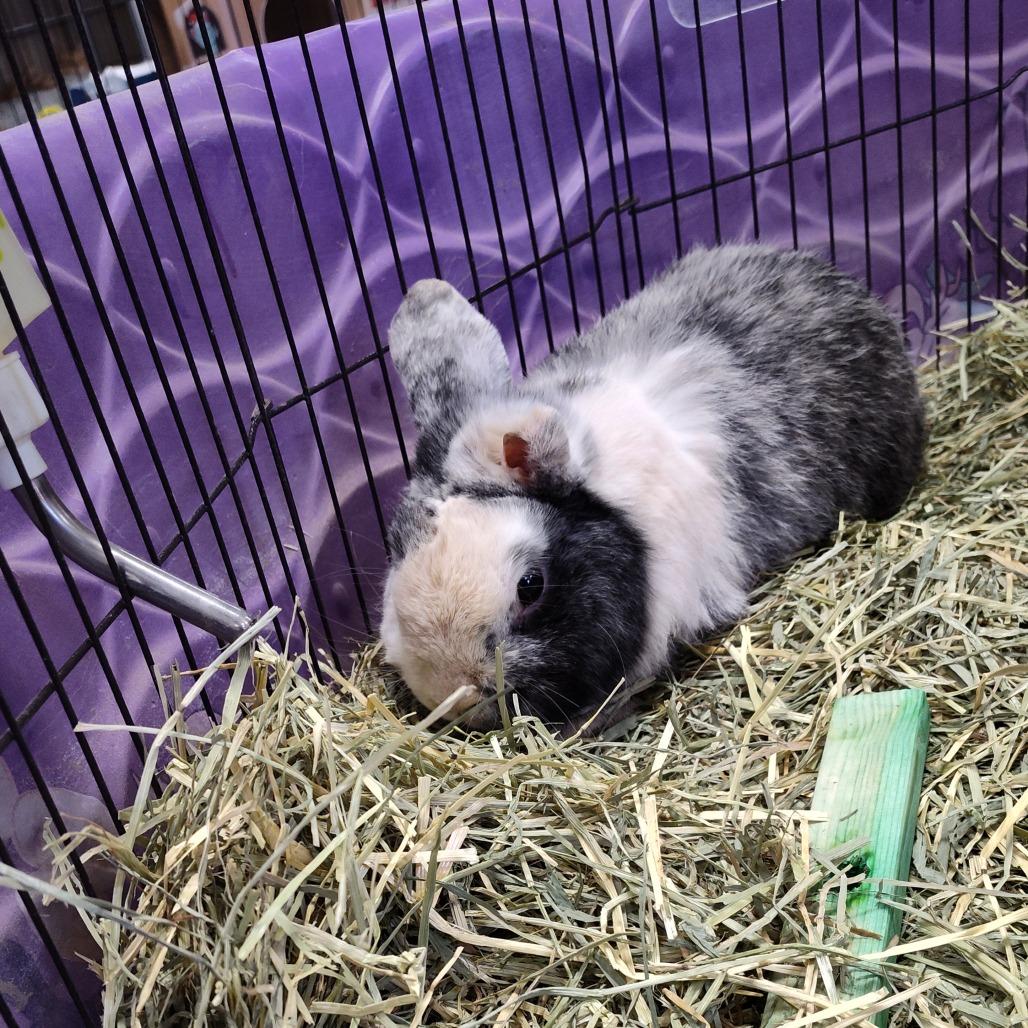Enlarge Van Gogh, a Adoptable Holland Lop in Norfolk, NE image 2/2