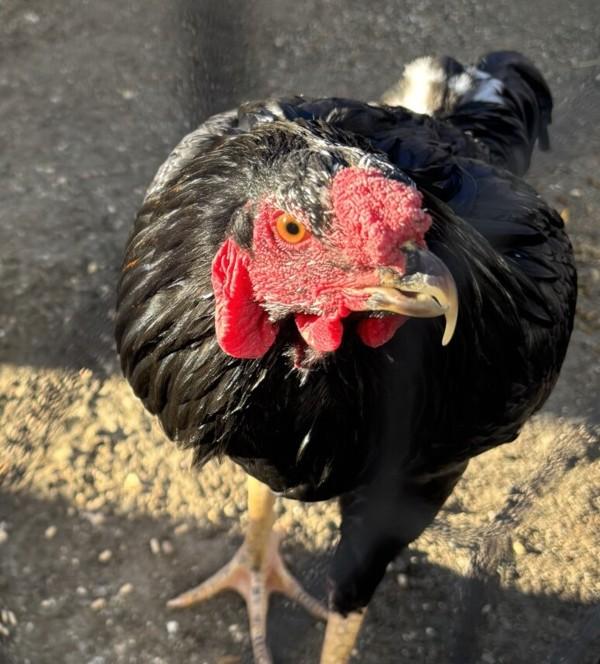 Enlarge Bert, a Adoptable mixed breed in Golden, CO image 1/3