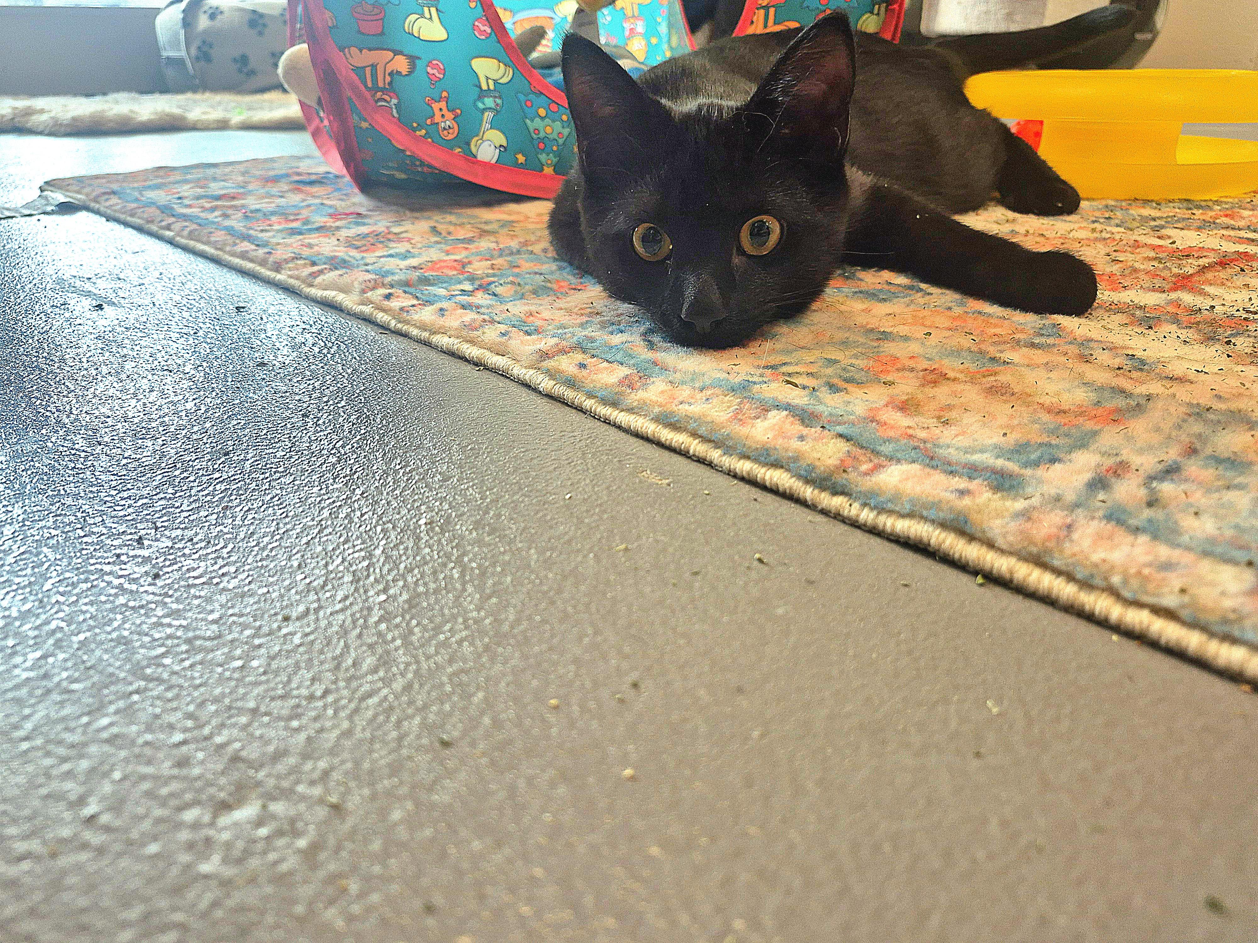 Enlarge Vader, an adopted Domestic Short Hair in New Westminster, BC image 1/1
