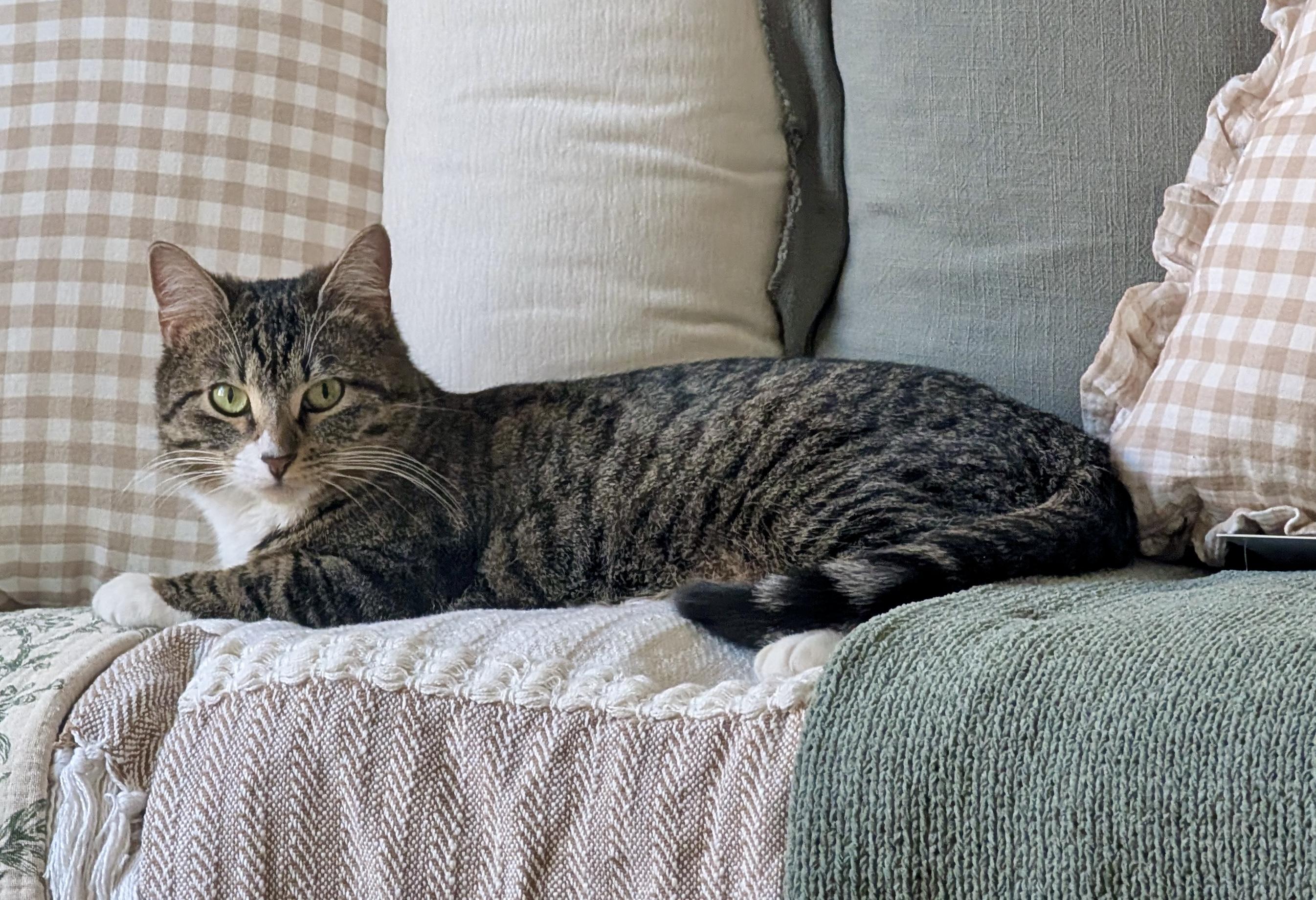 Sabrina - sweet and calm girl, an adopted Domestic Short Hair in Forest Hills, NY image 4/6