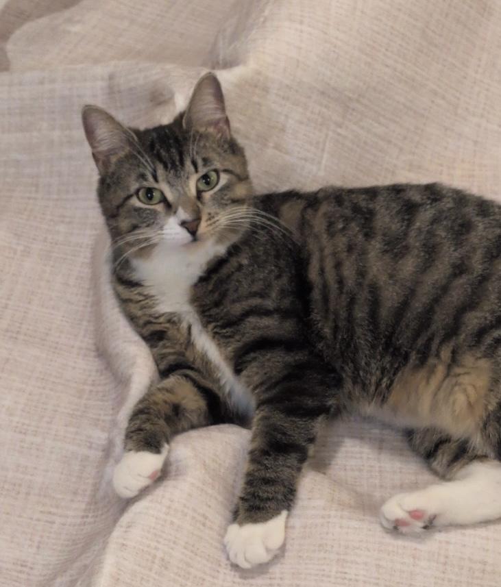 Sabrina - sweet and calm girl, an adopted Domestic Short Hair in Forest Hills, NY image 3/6