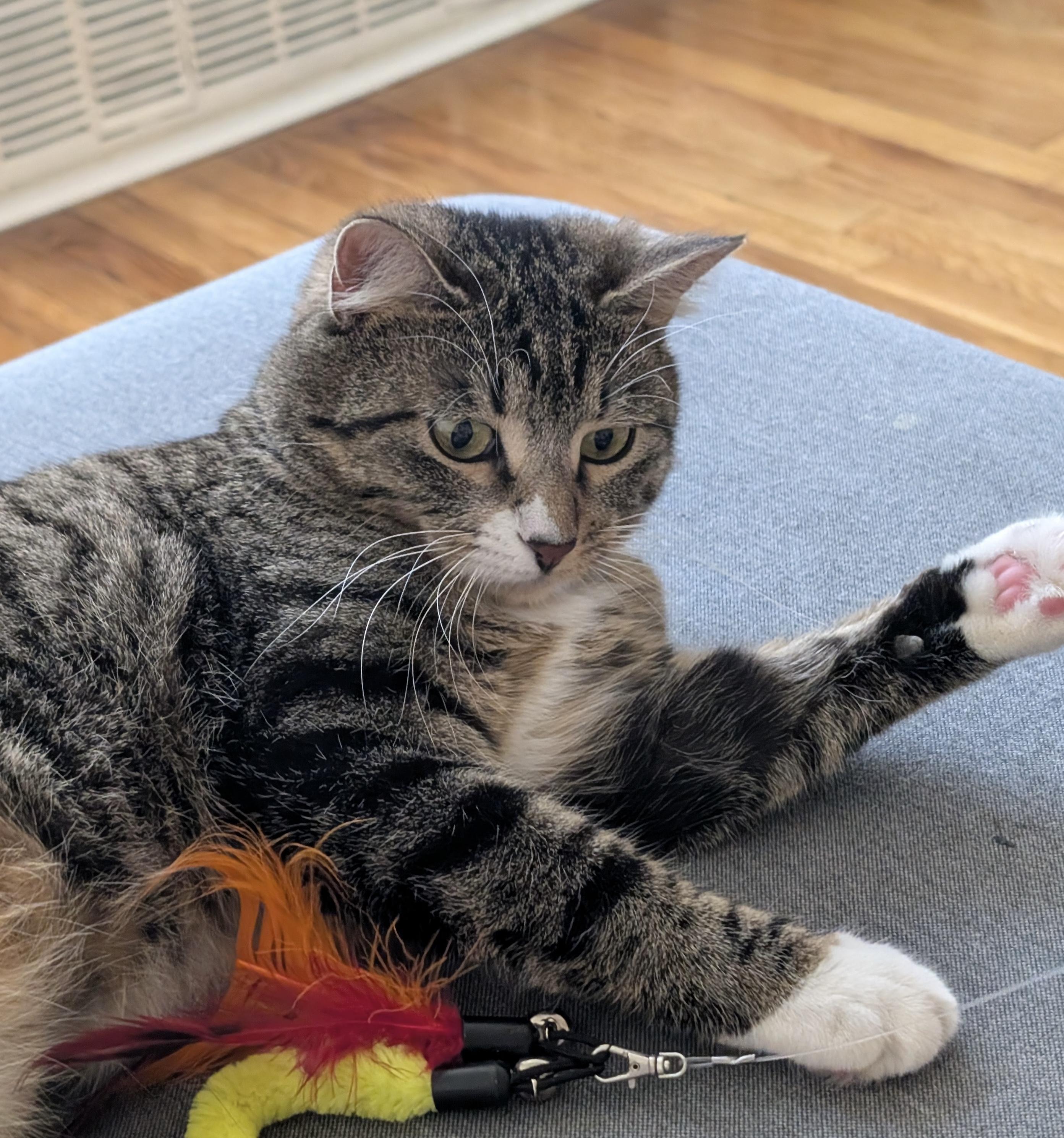 Sabrina - sweet and calm girl, an adopted Domestic Short Hair in Forest Hills, NY image 5/6
