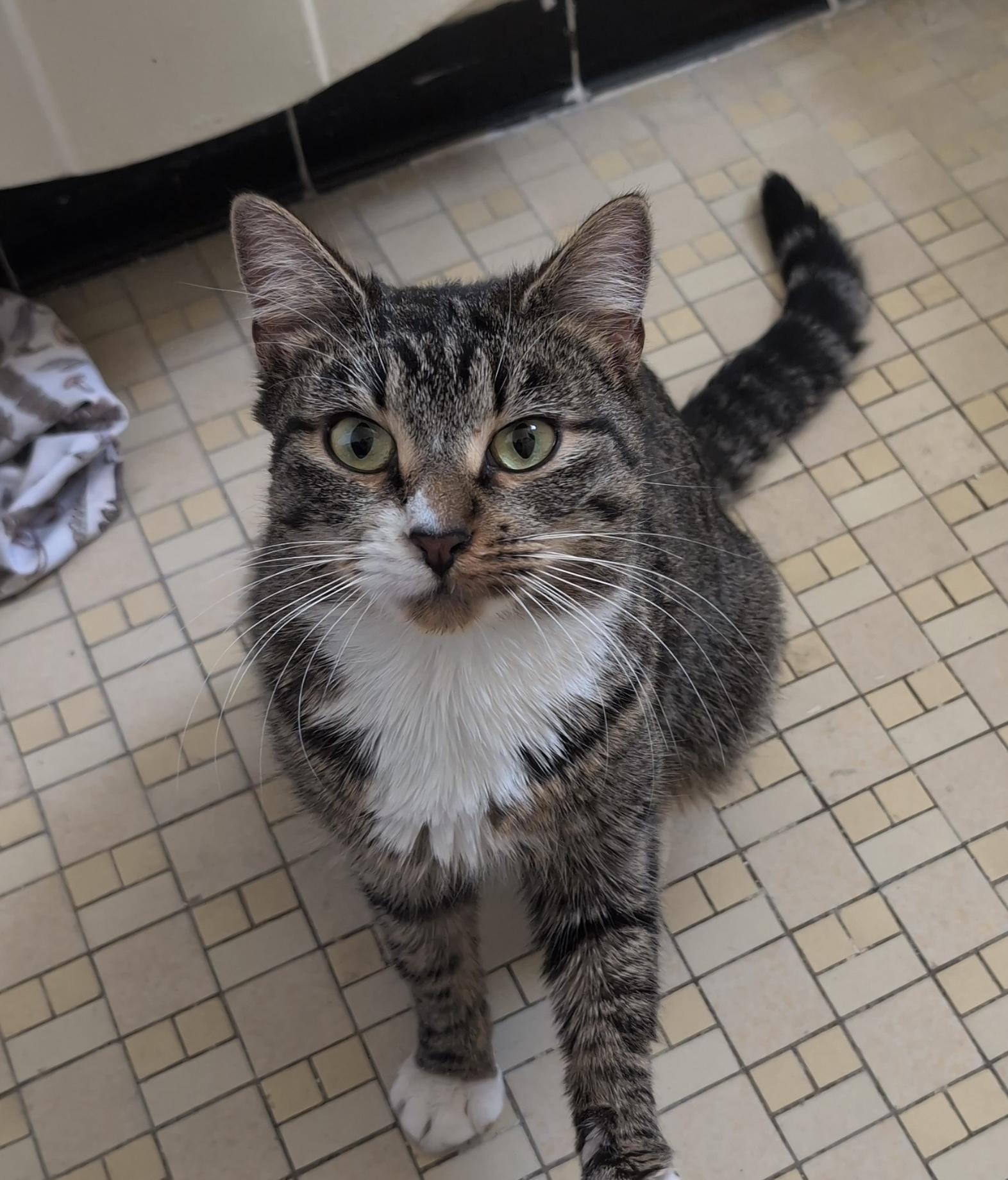 Sabrina - sweet and calm girl, an adopted Domestic Short Hair in Forest Hills, NY image 6/6