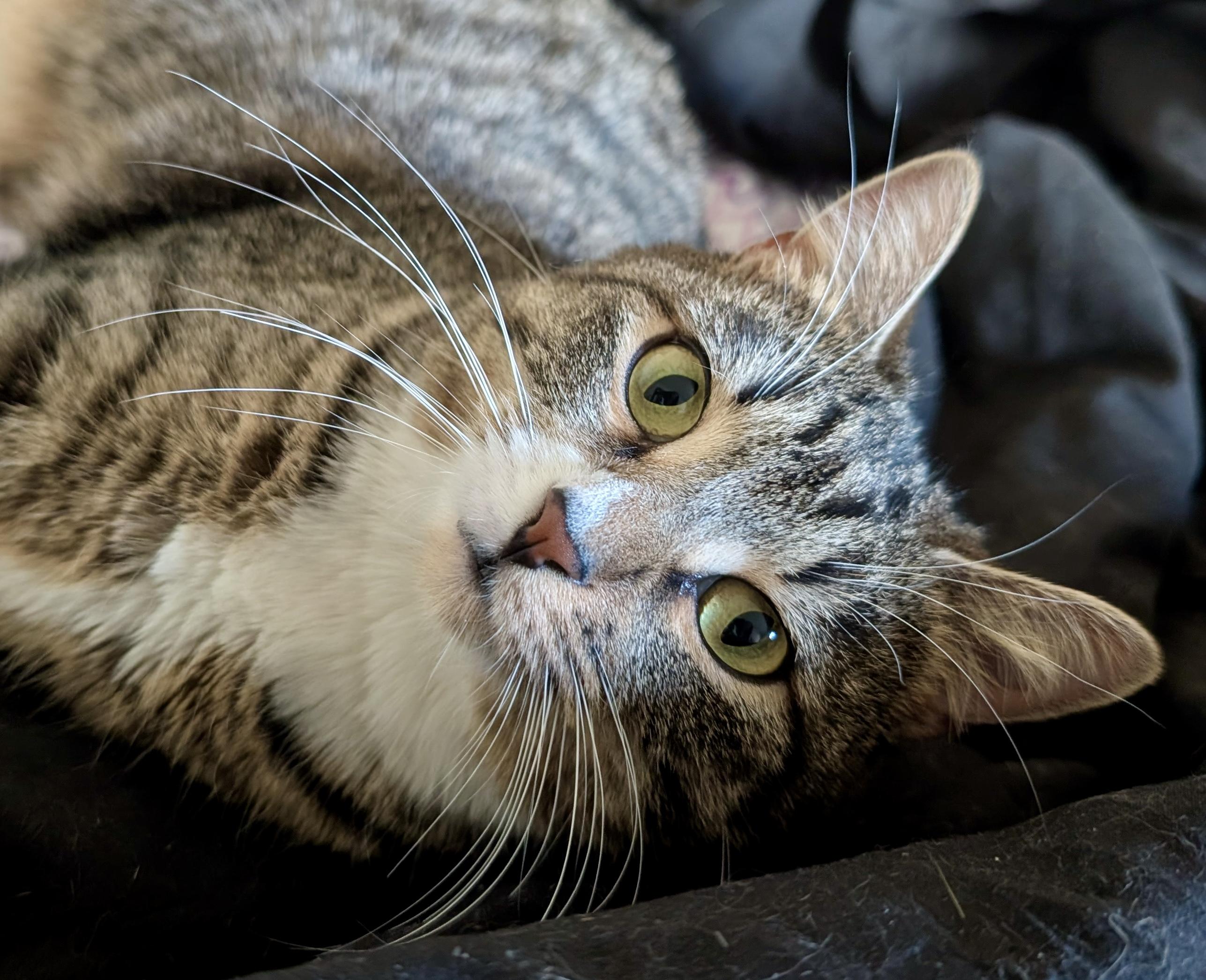 Sabrina - sweet and calm girl, an adopted Domestic Short Hair in Forest Hills, NY image 1/6
