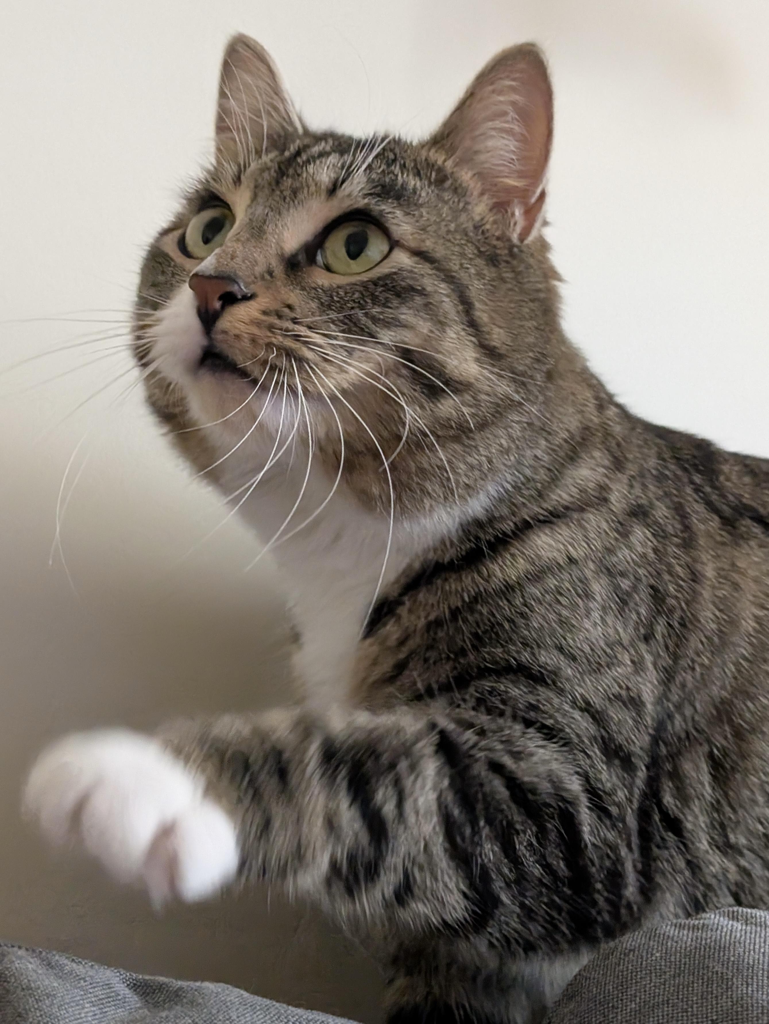 Sabrina - sweet and calm girl, an adopted Domestic Short Hair in Forest Hills, NY image 2/6