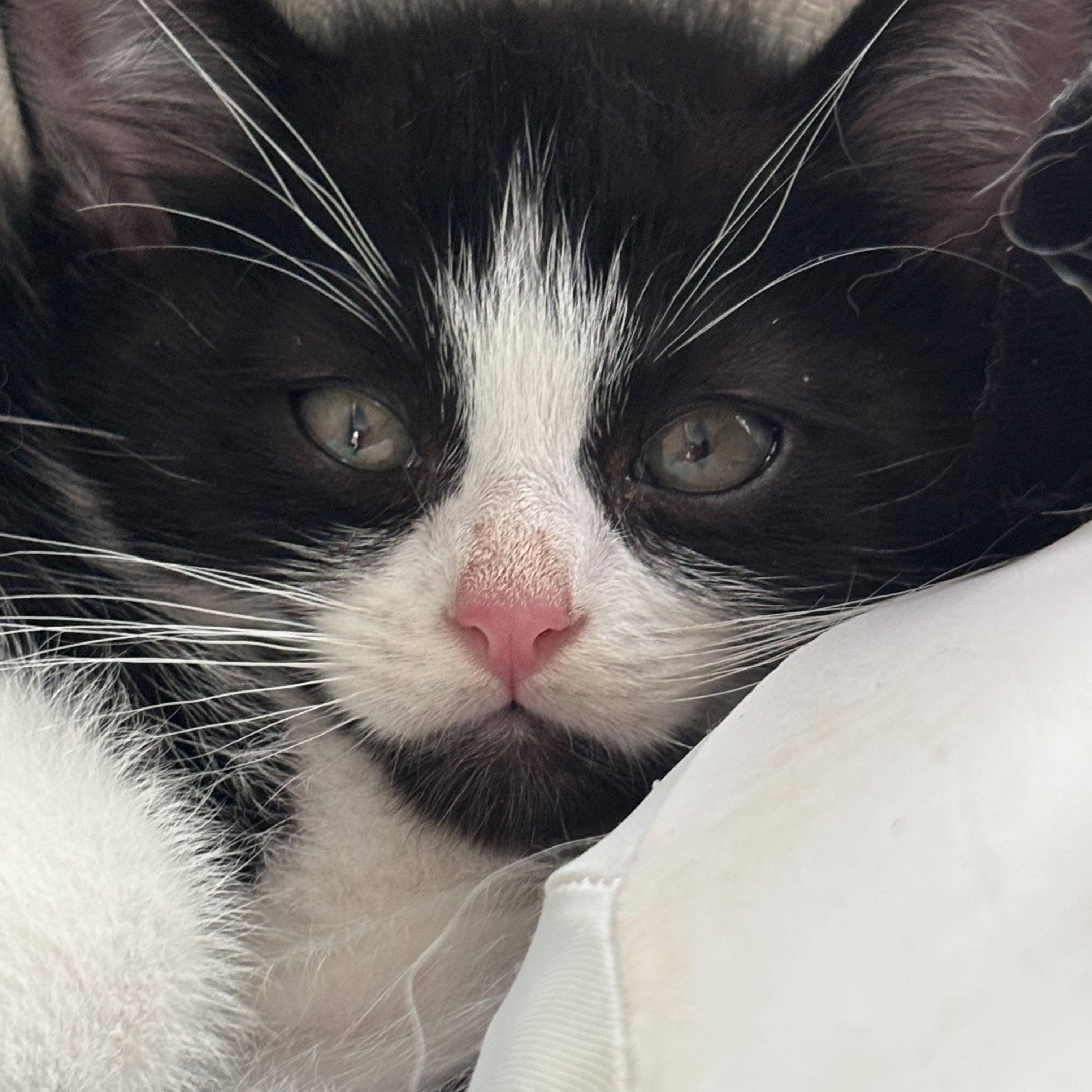 Noodle, a ADOPTABLE Domestic Short Hair in San Diego, CA image 2/4
