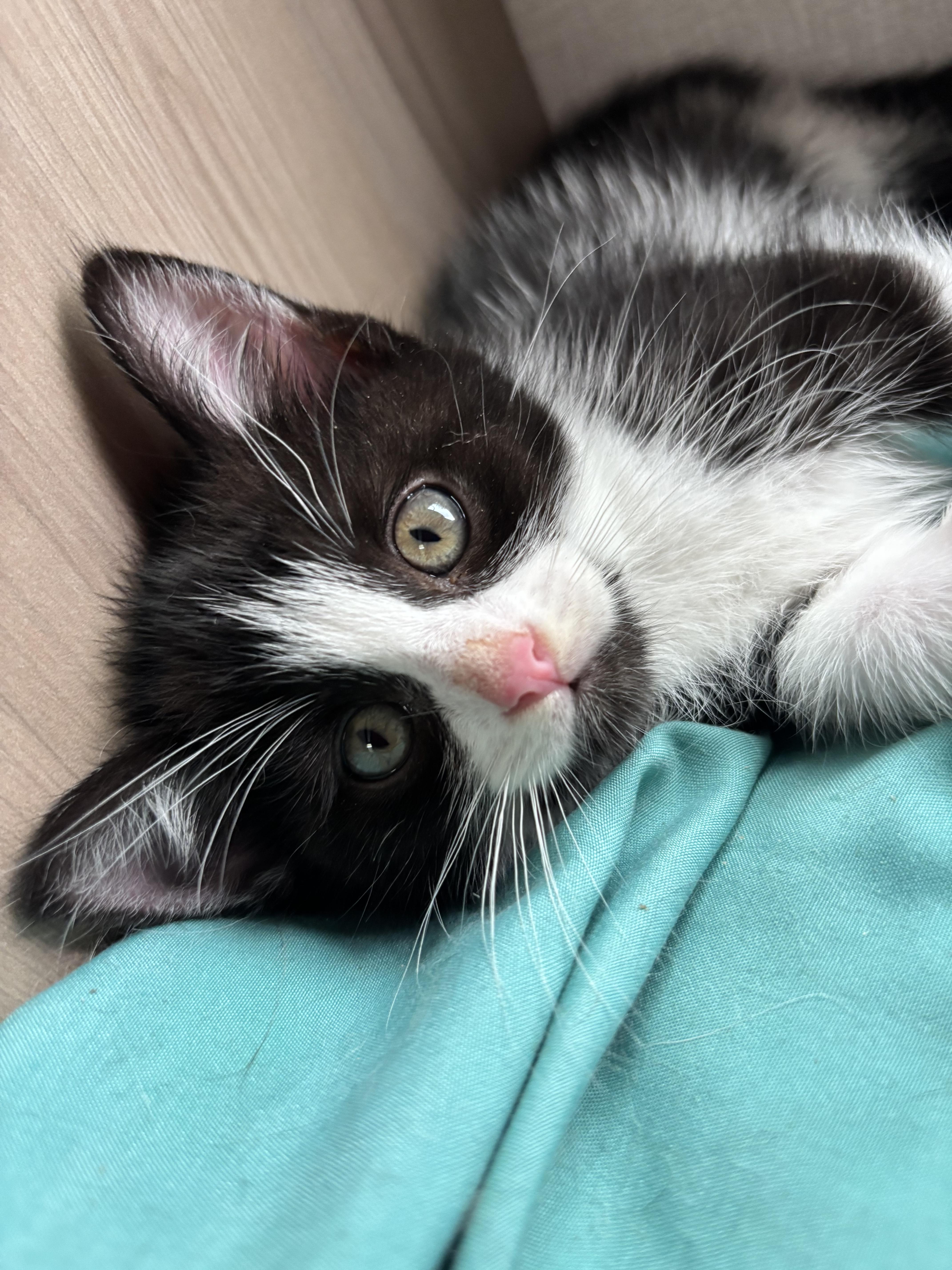 Noodle, a ADOPTABLE Domestic Short Hair in San Diego, CA image 3/4
