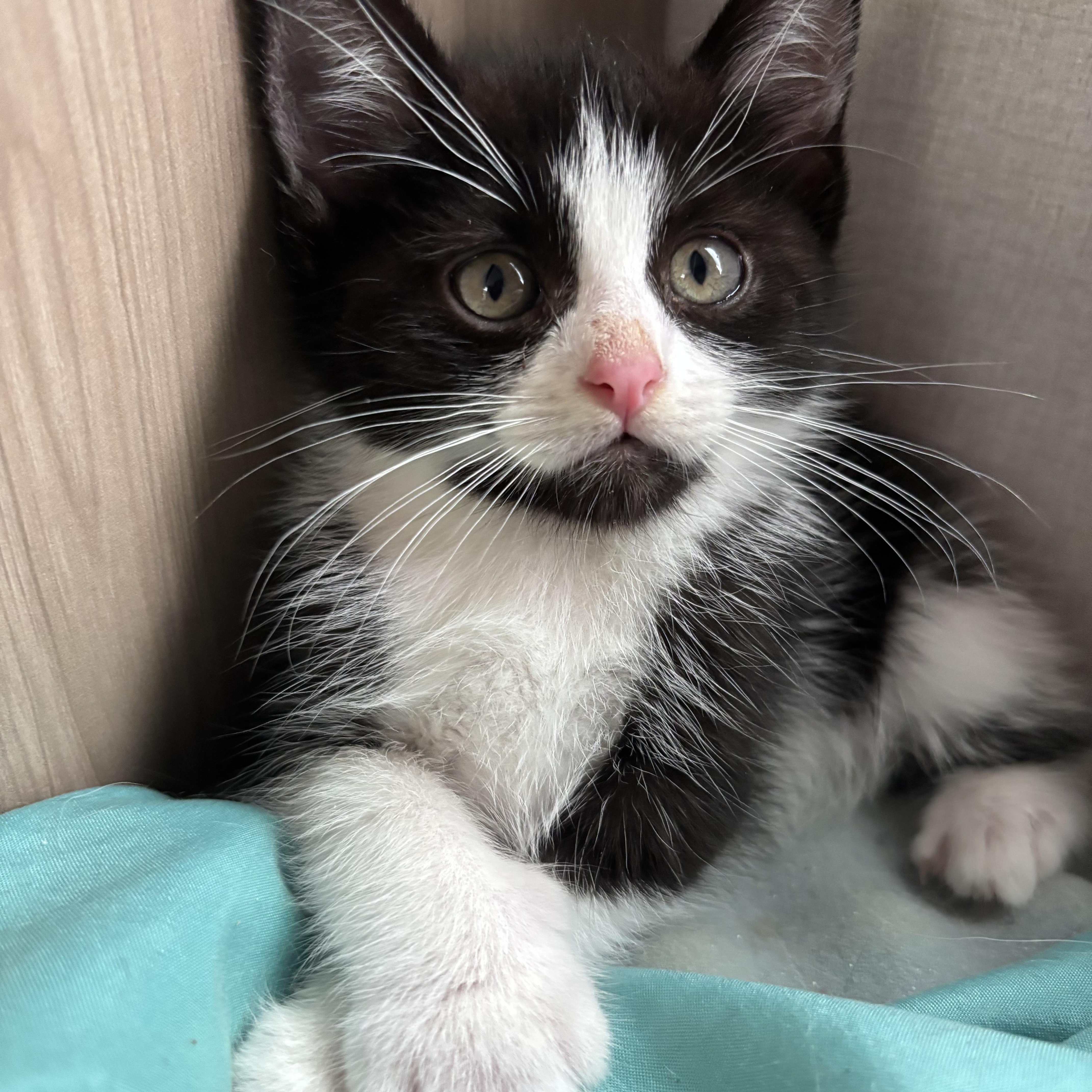 Noodle, a ADOPTABLE Domestic Short Hair in San Diego, CA image 1/4