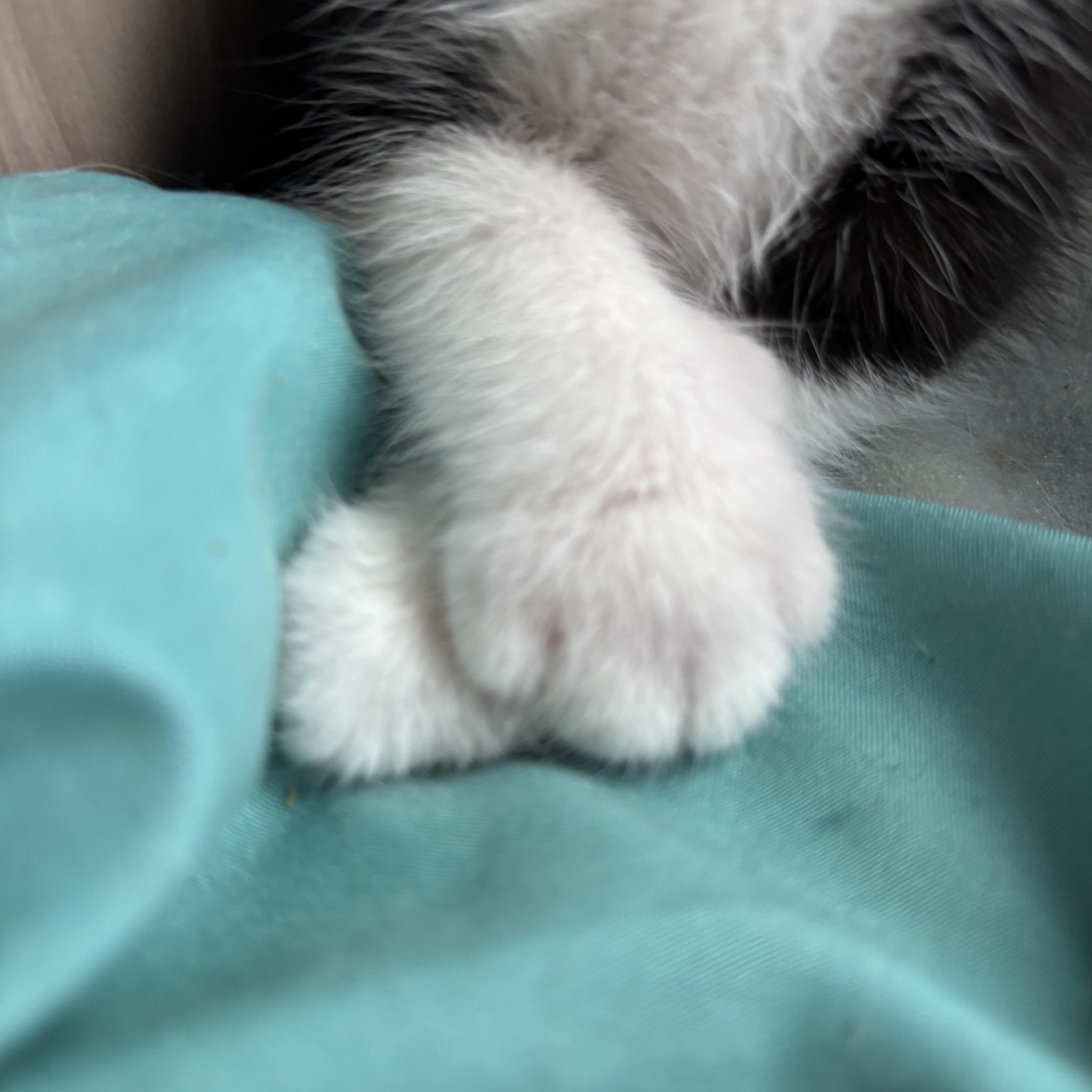 Noodle, a ADOPTABLE Domestic Short Hair in San Diego, CA image 4/4