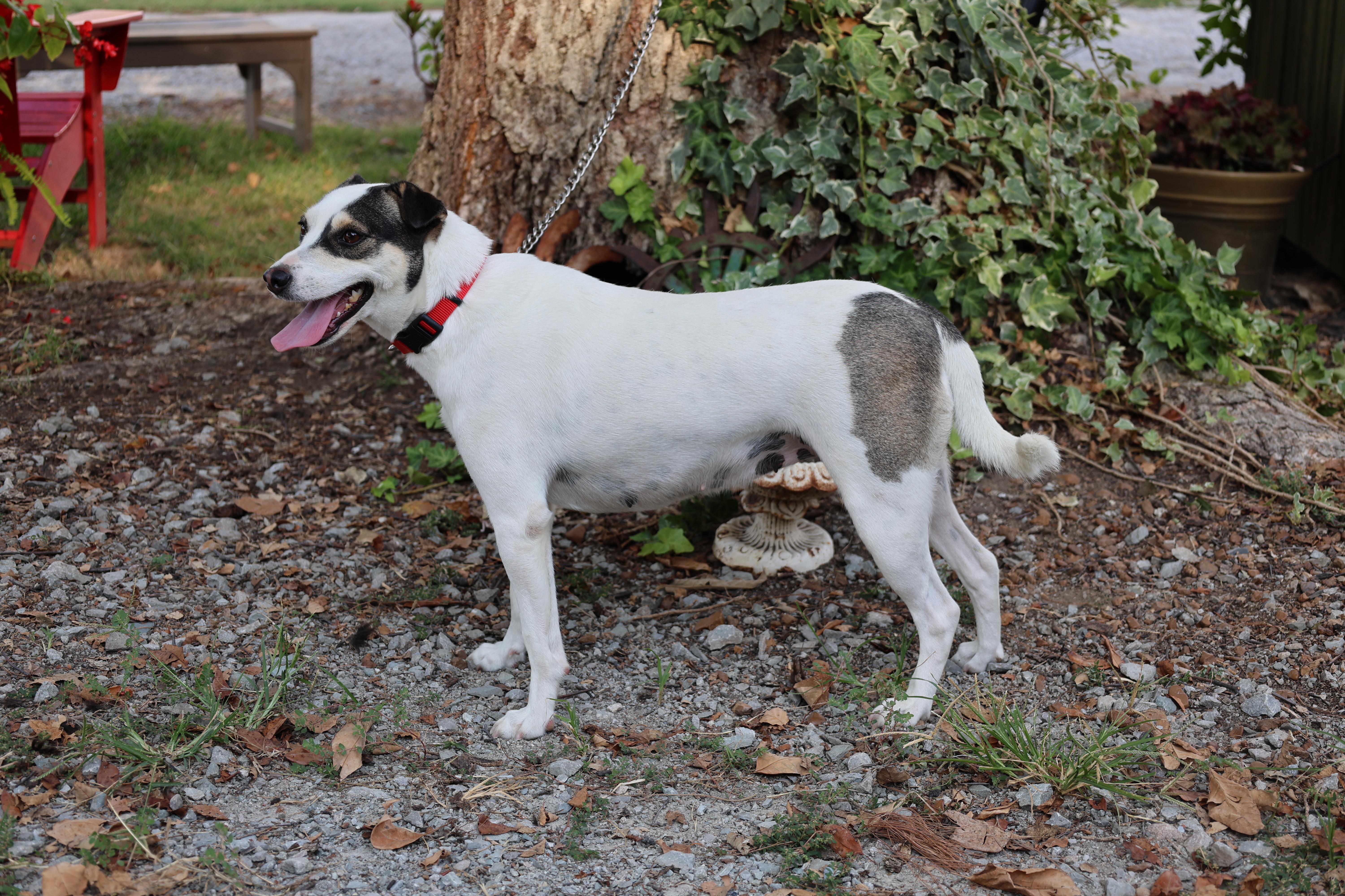 Enlarge SUNDI, a Adoptable mixed breed in Southington, CT image 5/6