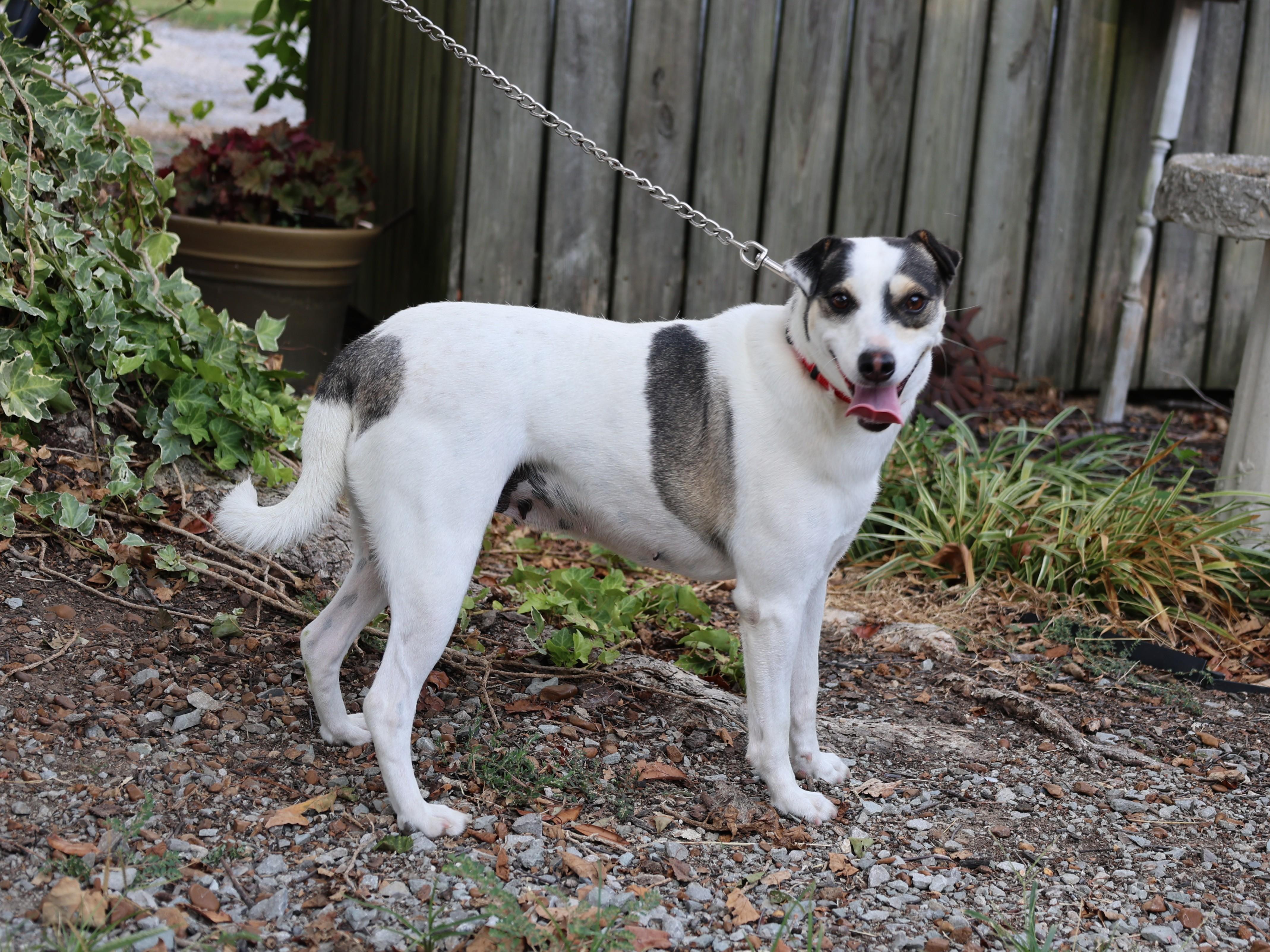 Enlarge SUNDI, a Adoptable mixed breed in Southington, CT image 3/6