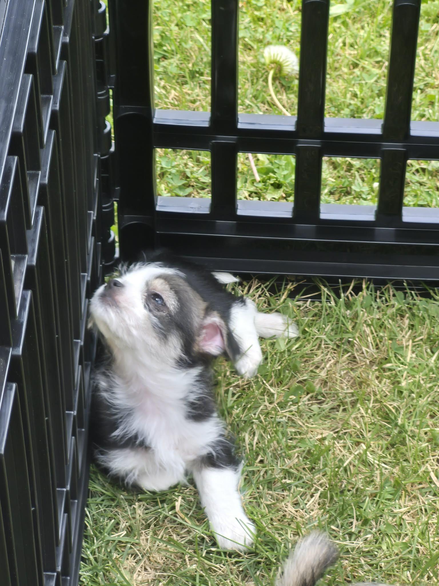 Sally, a ADOPTABLE mixed breed in Covington, KY image 2/5