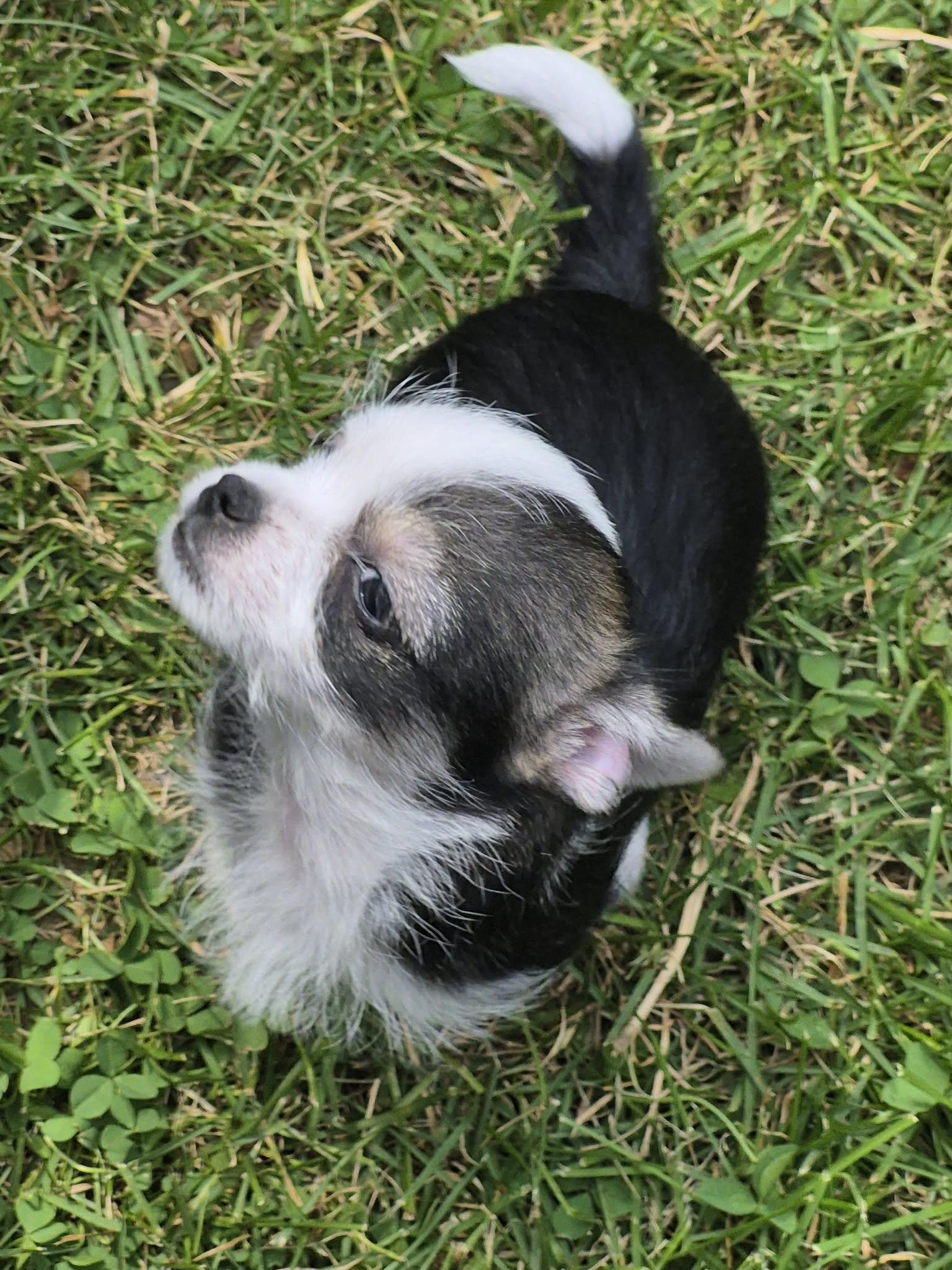 Sally, a ADOPTABLE mixed breed in Covington, KY image 3/5