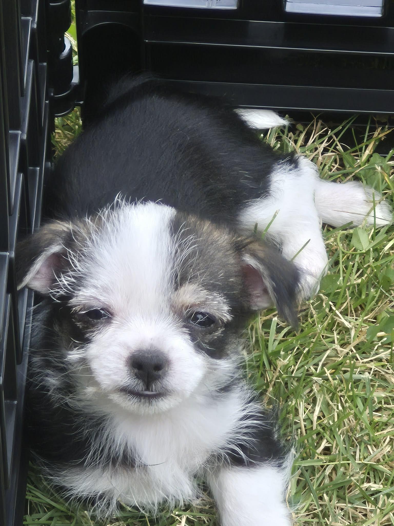 Sally, a ADOPTABLE mixed breed in Covington, KY image 1/5