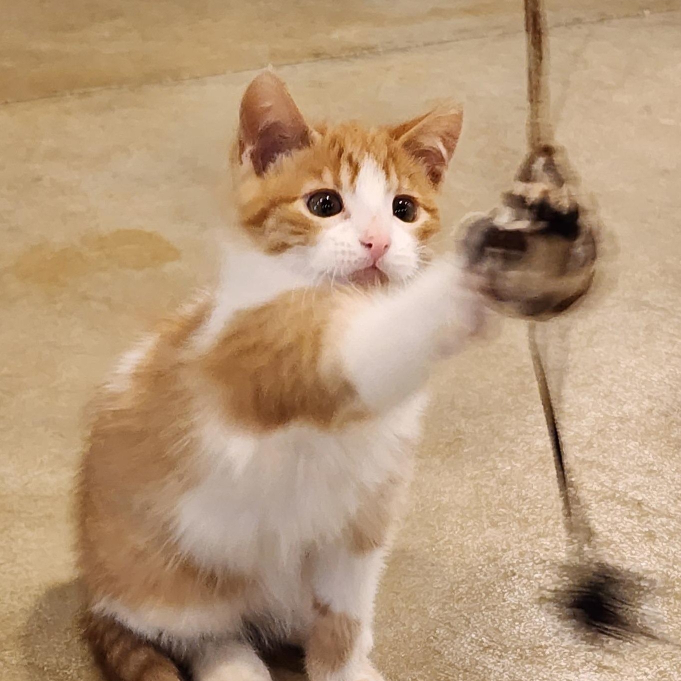 Gordo, adopted, Kitten Male Domestic Short Hair.