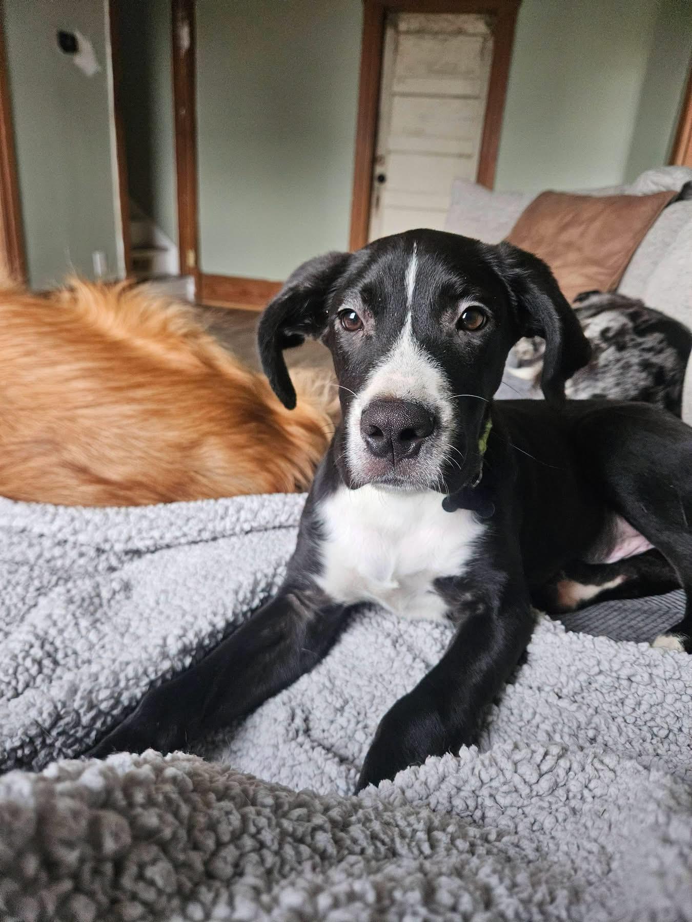 Enlarge Epson, a Adoptable mixed breed in China Township, MI image 2/6