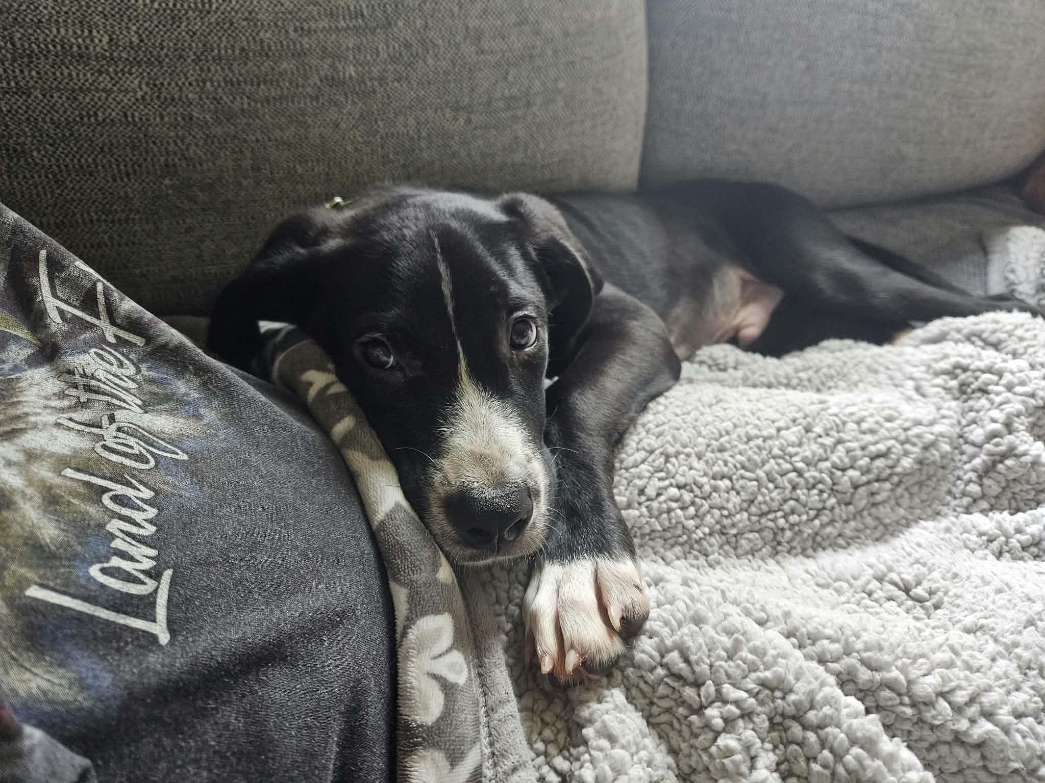 Enlarge Epson, a Adoptable mixed breed in China Township, MI image 6/6