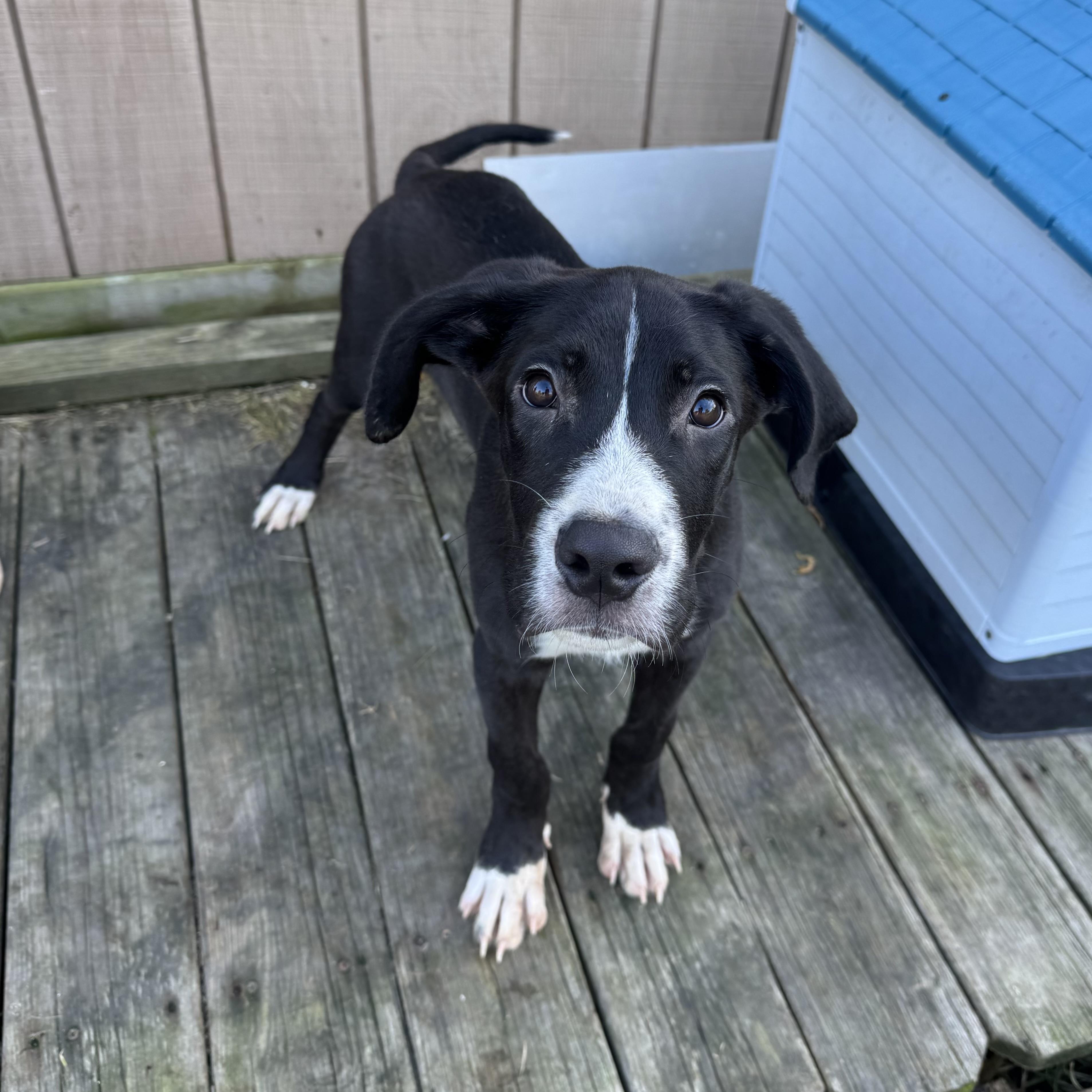 Enlarge Epson, a Adoptable mixed breed in China Township, MI image 3/6