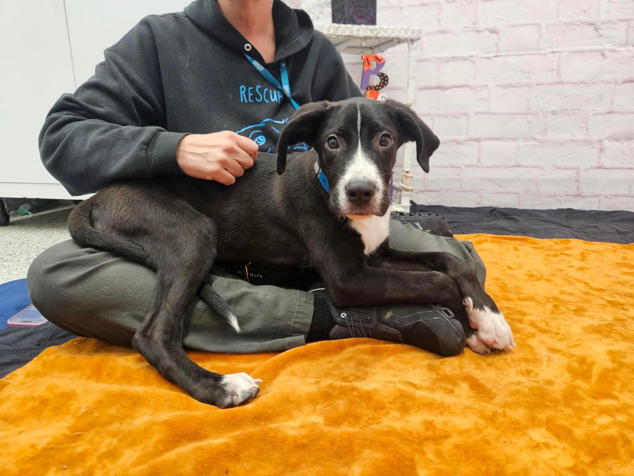 Epson, Adoptable, Puppy Male Great Dane.
