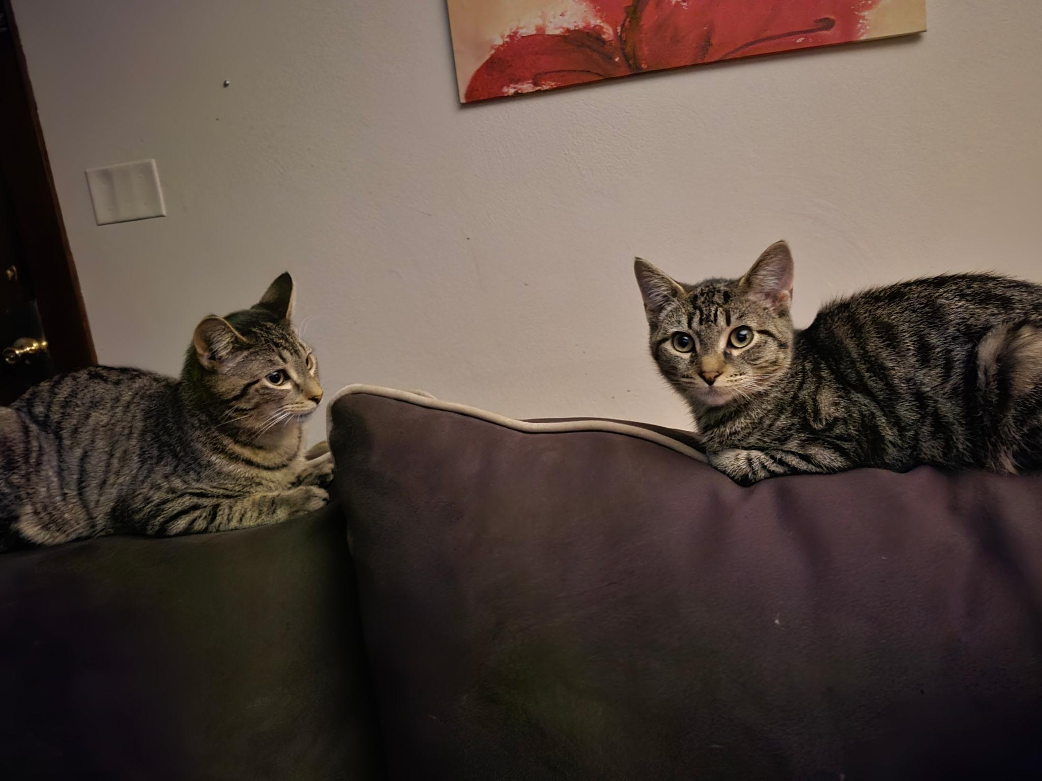 Woody, Adoptable, Young Male American Shorthair.