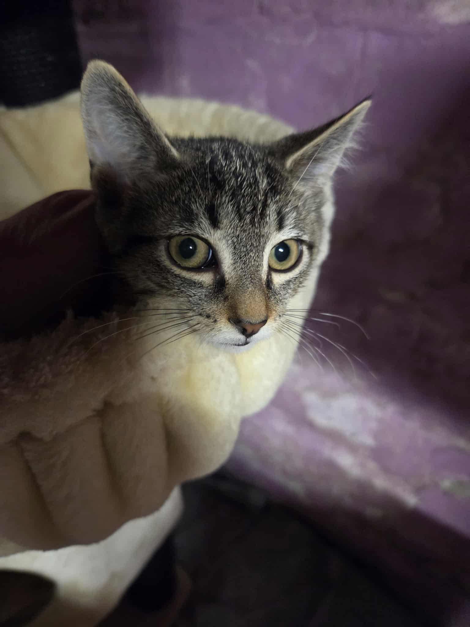 Woody, a Adoptable American Shorthair in Elmira, NY image 2/5