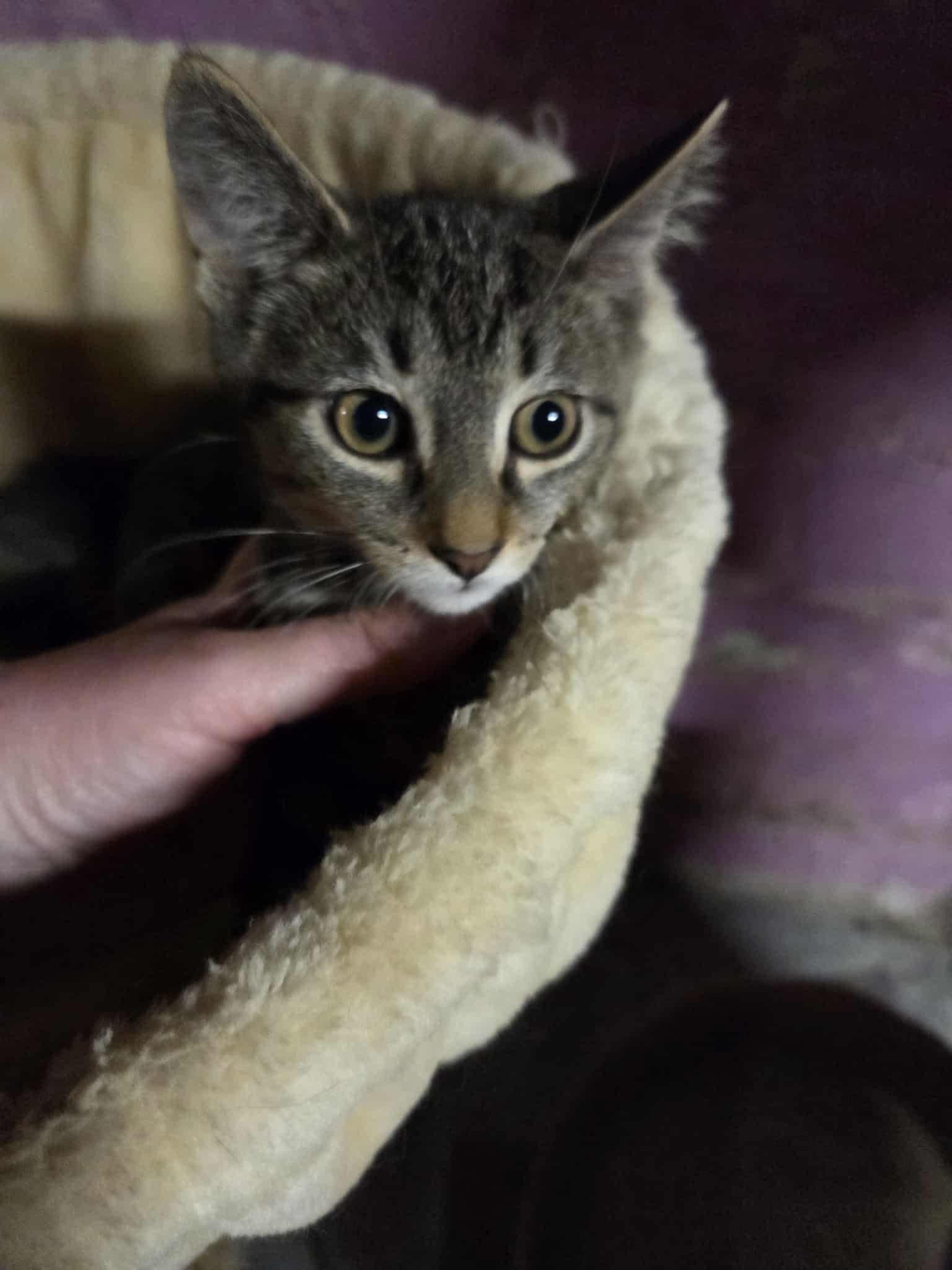 Woody, a Adoptable American Shorthair in Elmira, NY image 3/5