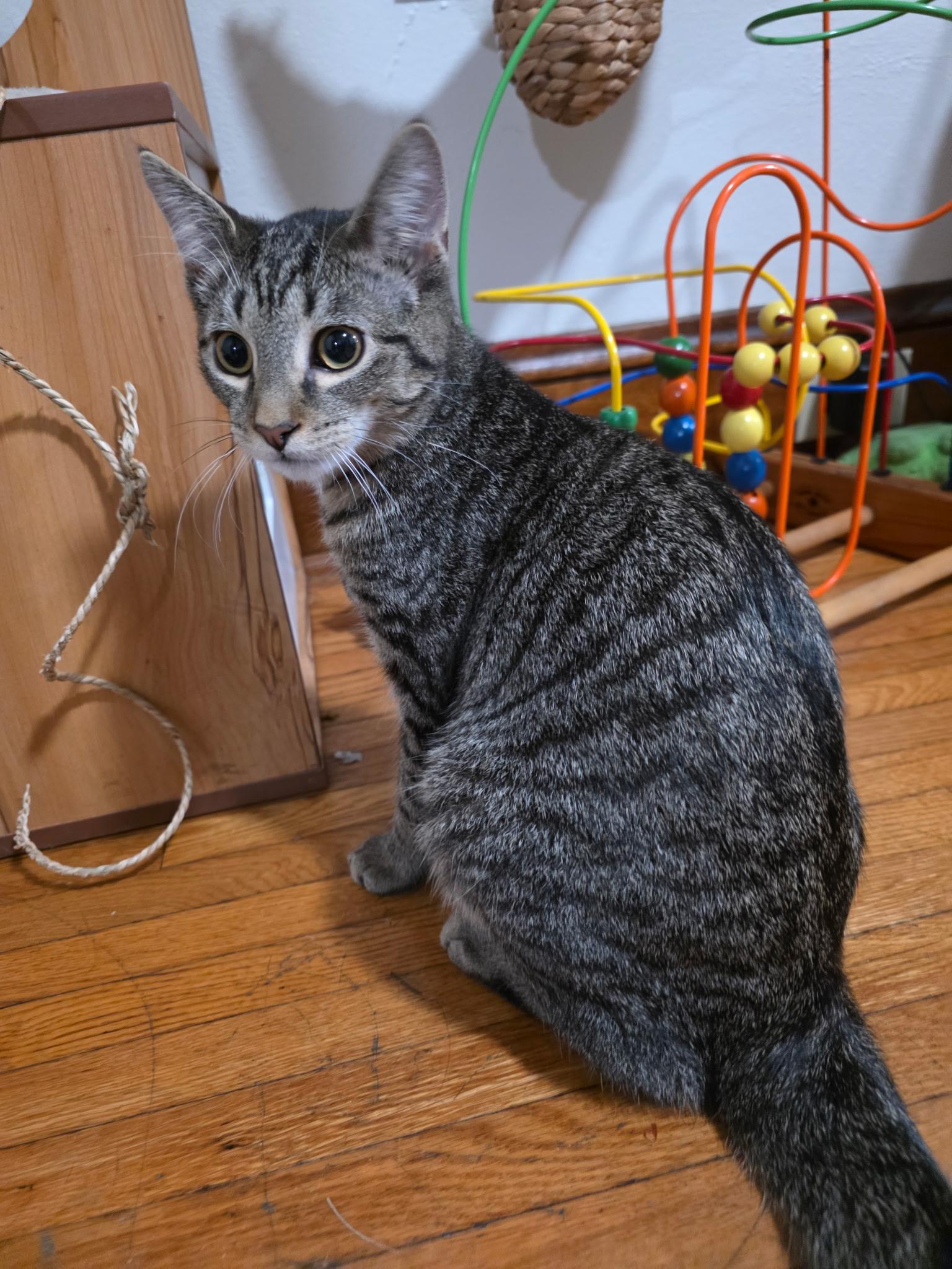 Woody, a Adoptable American Shorthair in Elmira, NY image 4/5