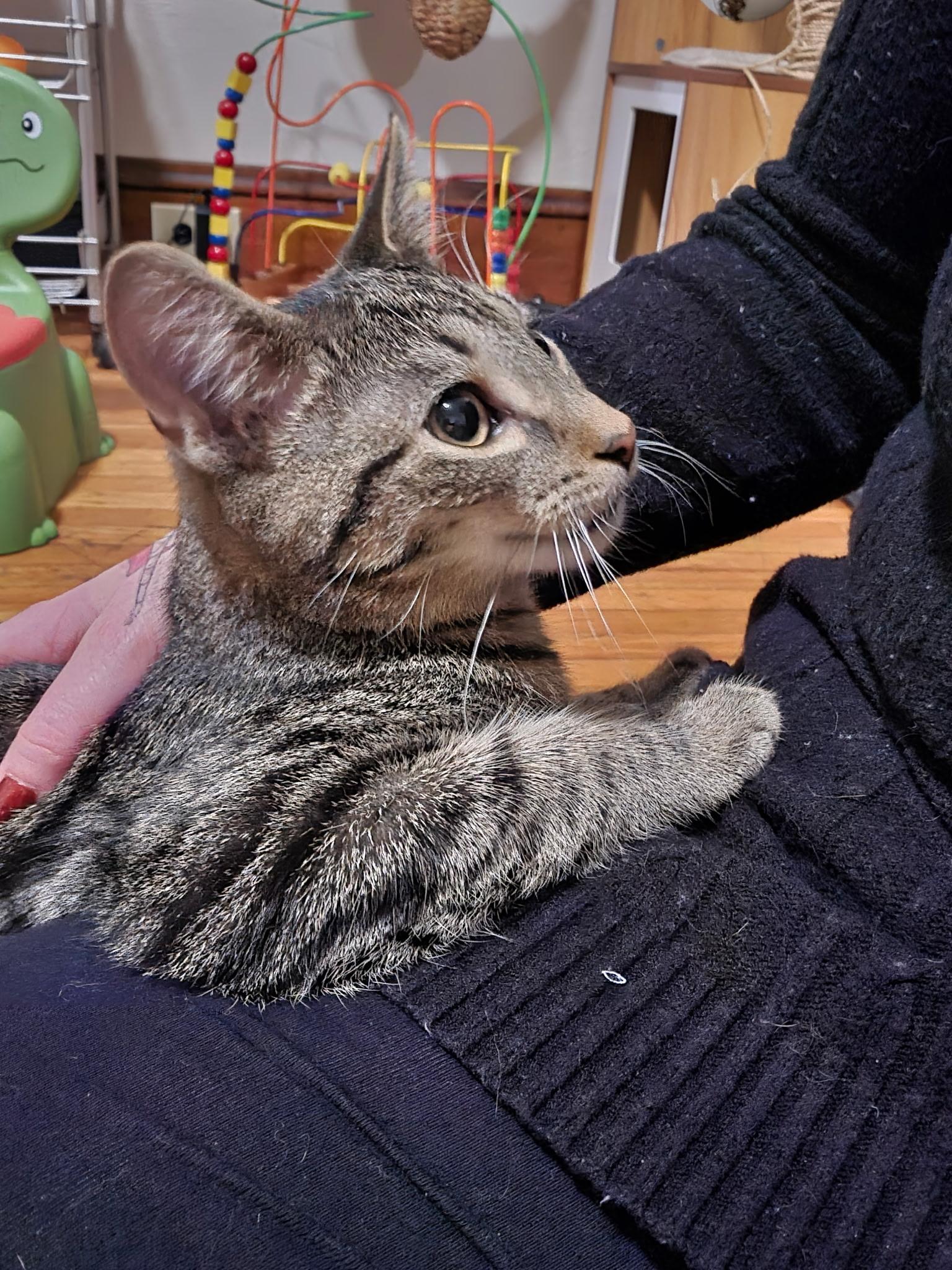 Woody, a Adoptable American Shorthair in Elmira, NY image 5/5