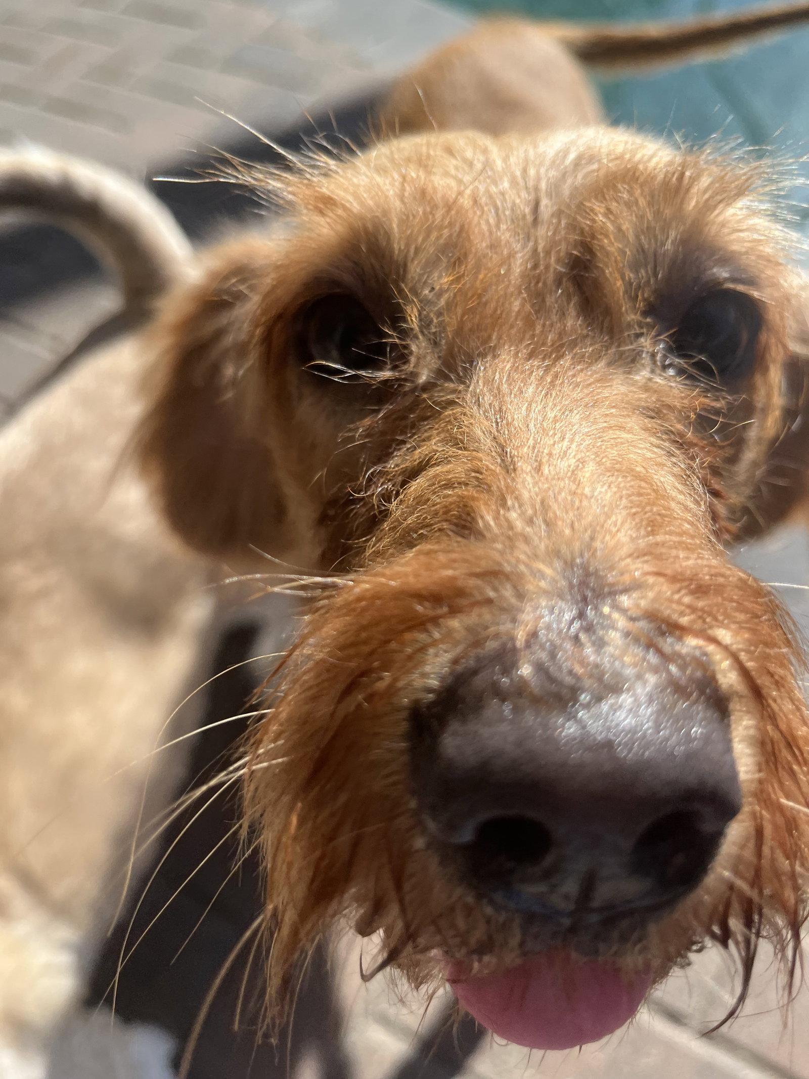 Enlarge Haven, a Adoptable mixed breed in Valrico, FL image 1/3