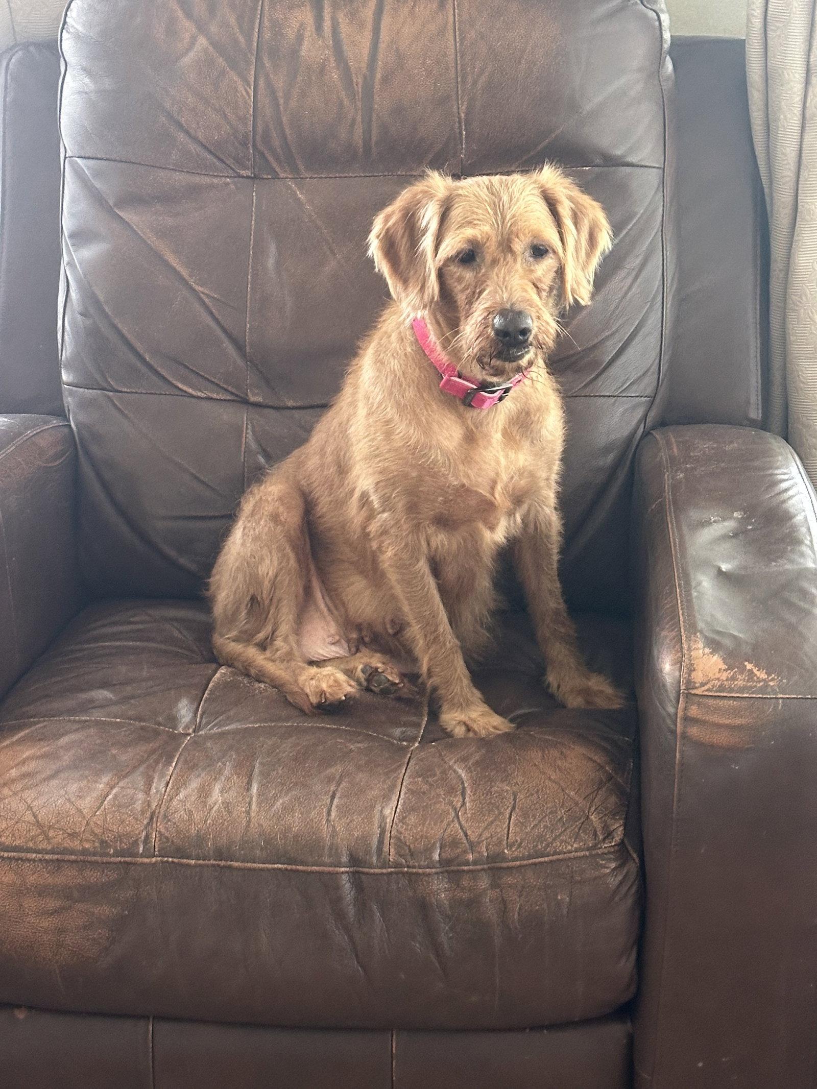 Enlarge Haven, a Adoptable mixed breed in Valrico, FL image 2/3