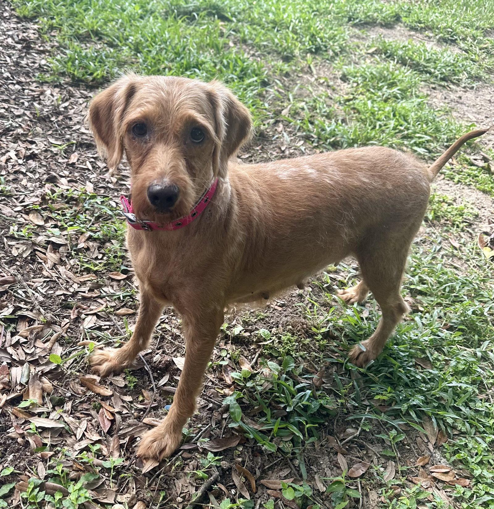 Enlarge Haven, a Adoptable mixed breed in Valrico, FL image 3/3
