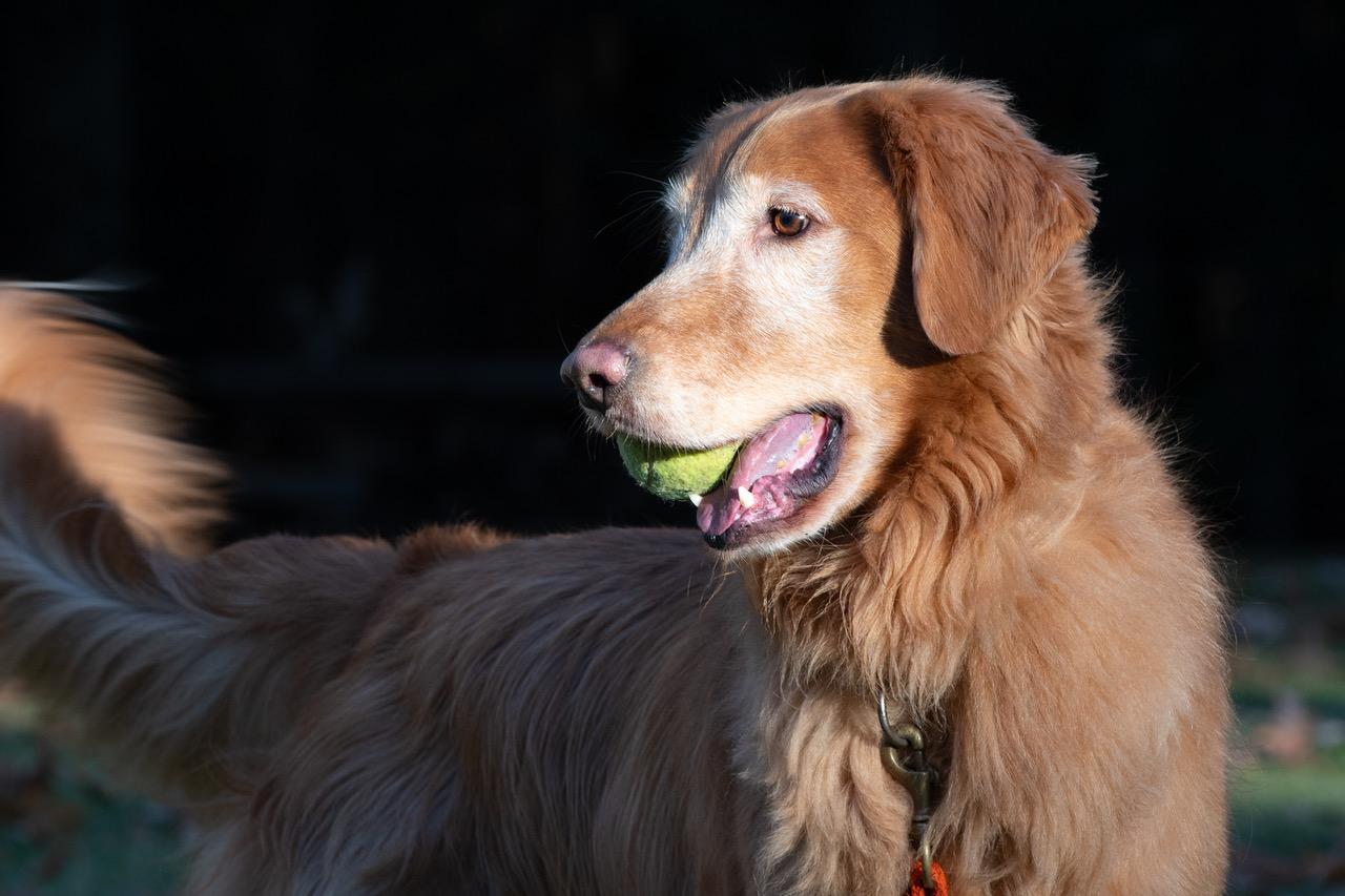 Ace, a Adoptable Golden Retriever in New Canaan, CT image 1/6