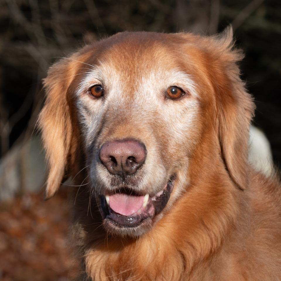 Ace, a Adoptable Golden Retriever in New Canaan, CT image 2/6