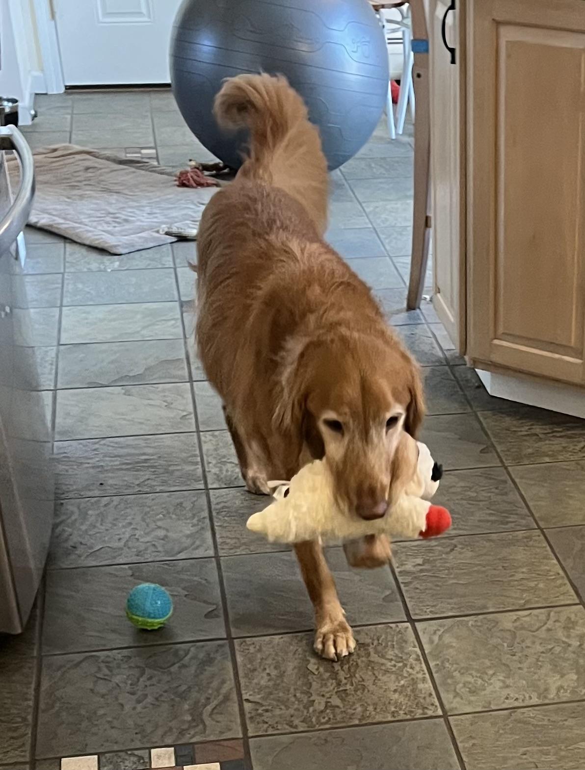 Ace, a Adoptable Golden Retriever in New Canaan, CT image 3/6