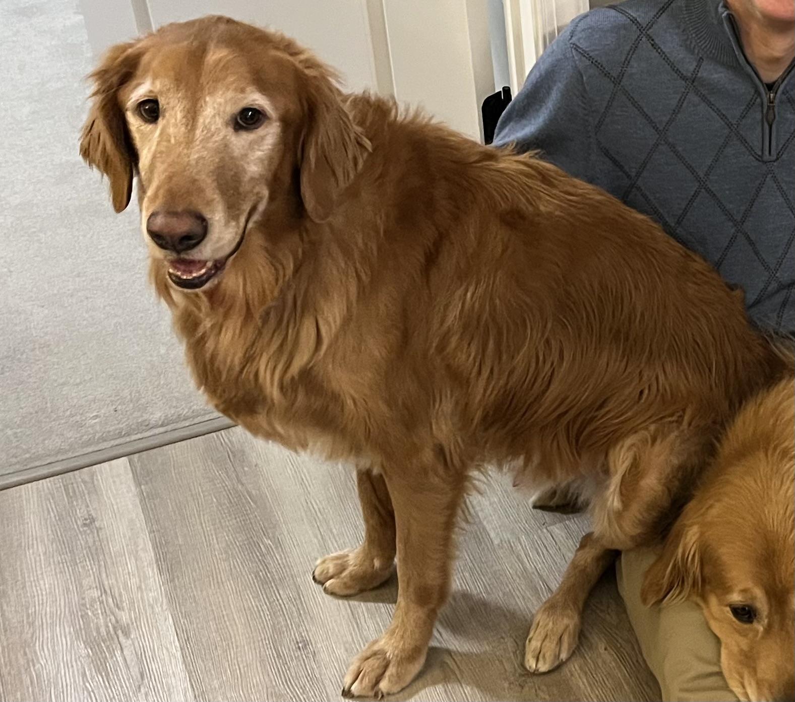 Ace, a Adoptable Golden Retriever in New Canaan, CT image 4/6