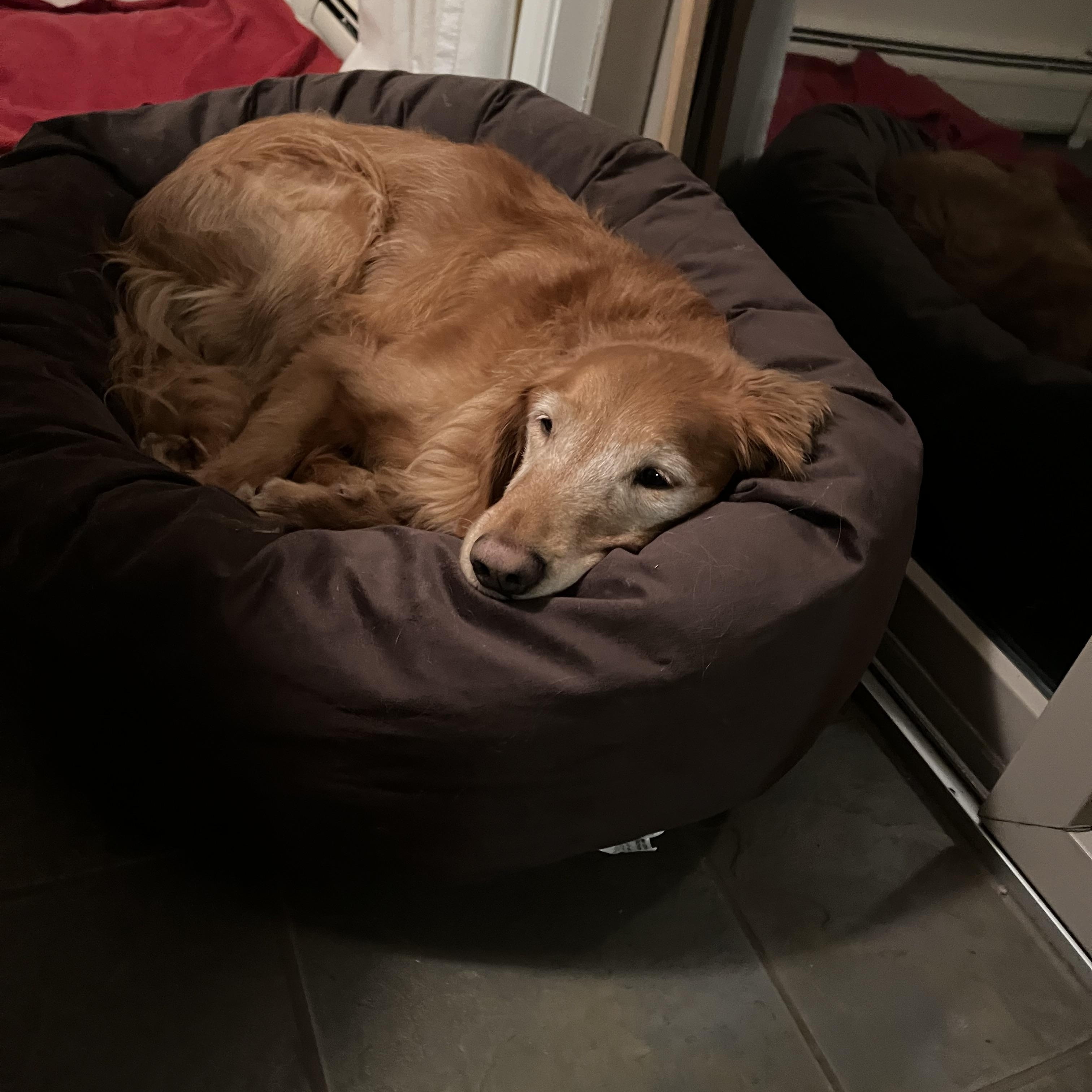 Ace, a Adoptable Golden Retriever in New Canaan, CT image 5/6