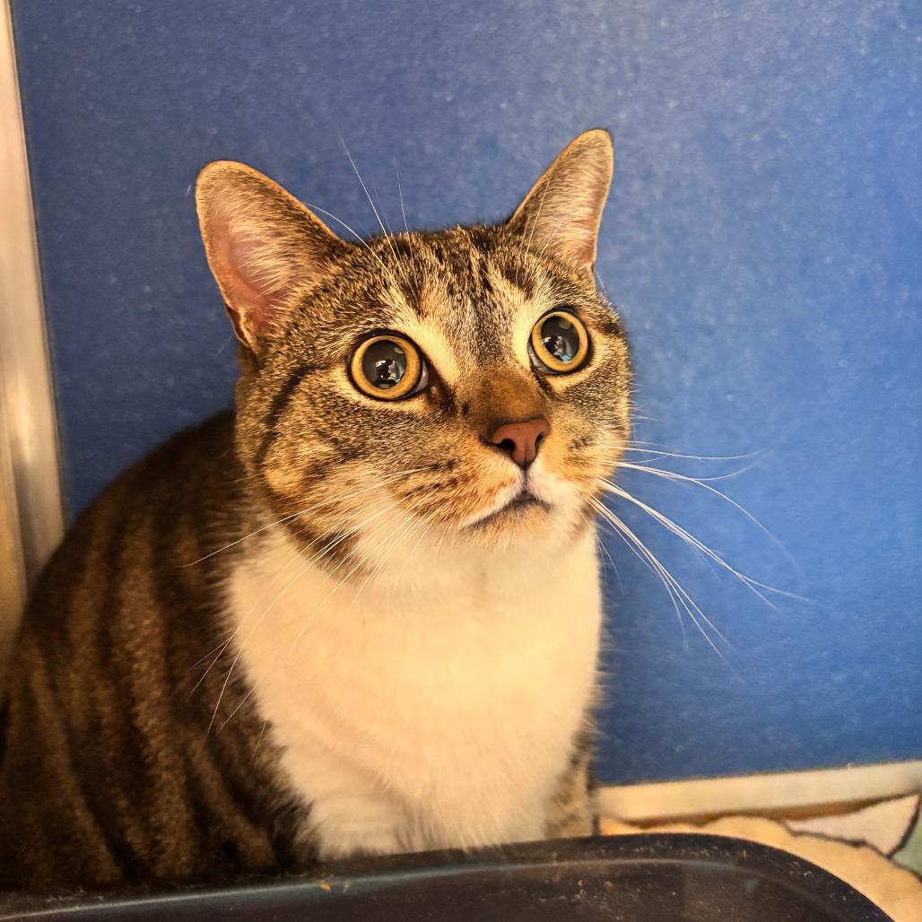 Firefly, a Adoptable Domestic Short Hair in Roanoke, VA image 1/2