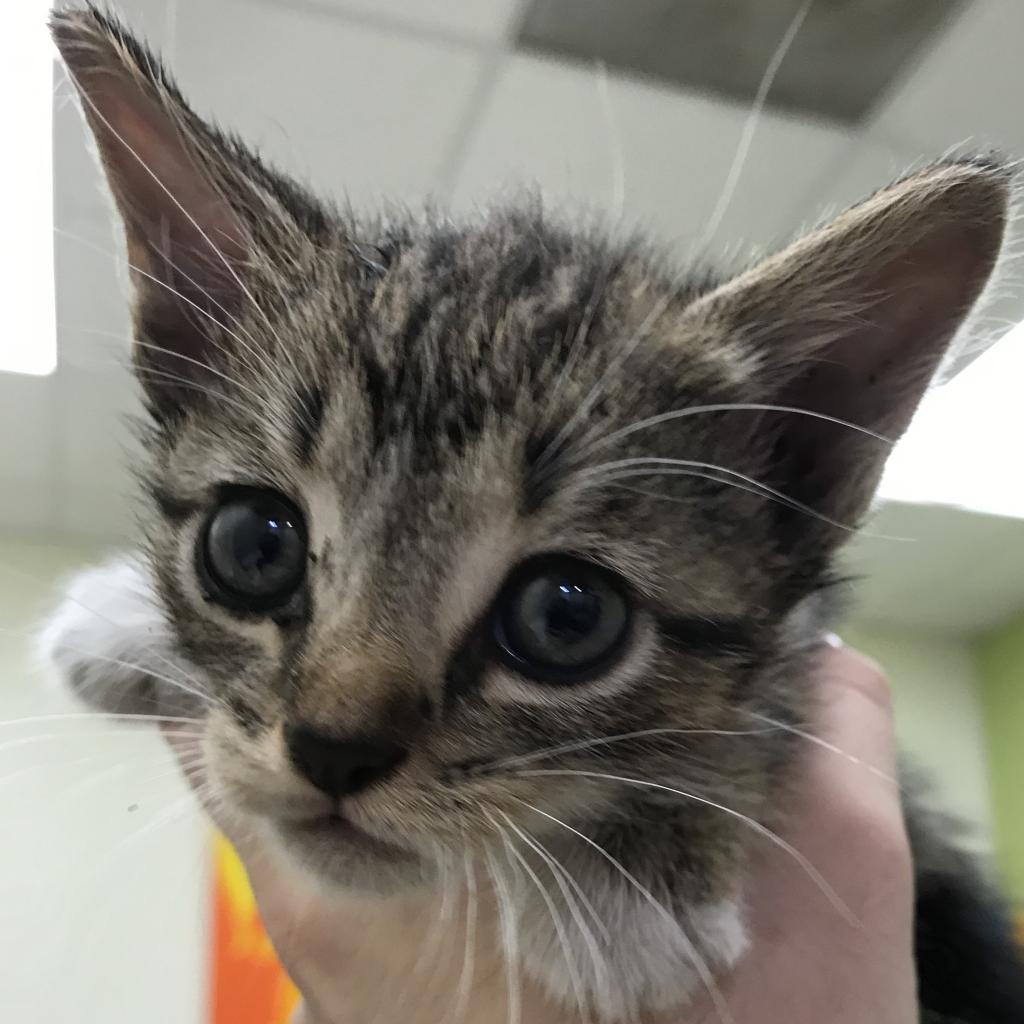 Firefly, a Adoptable Domestic Short Hair in Roanoke, VA image 2/2